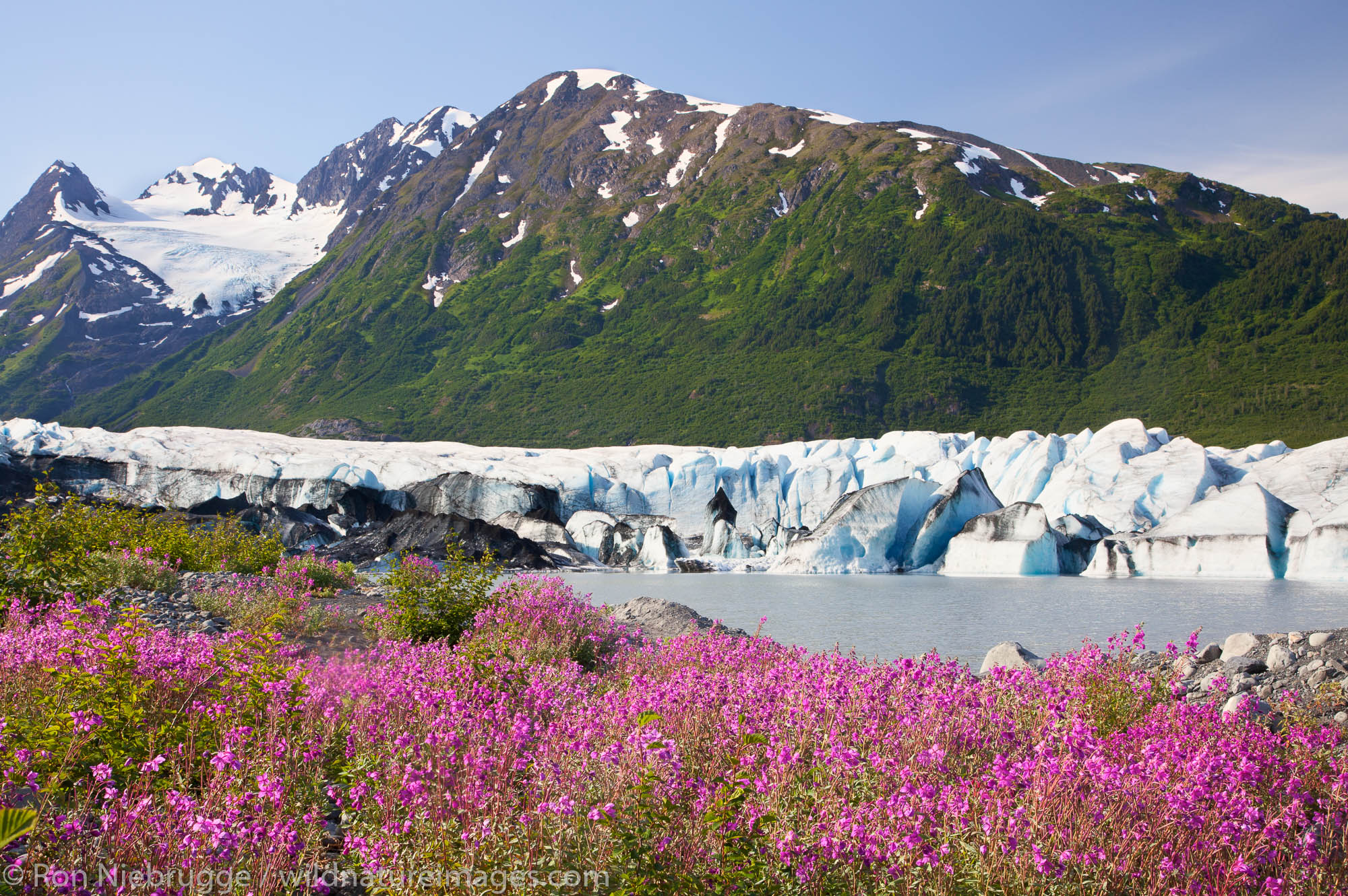 Wildflowers along the lake in front of Spencer Glacier, Chugach National Forest, Alaska.