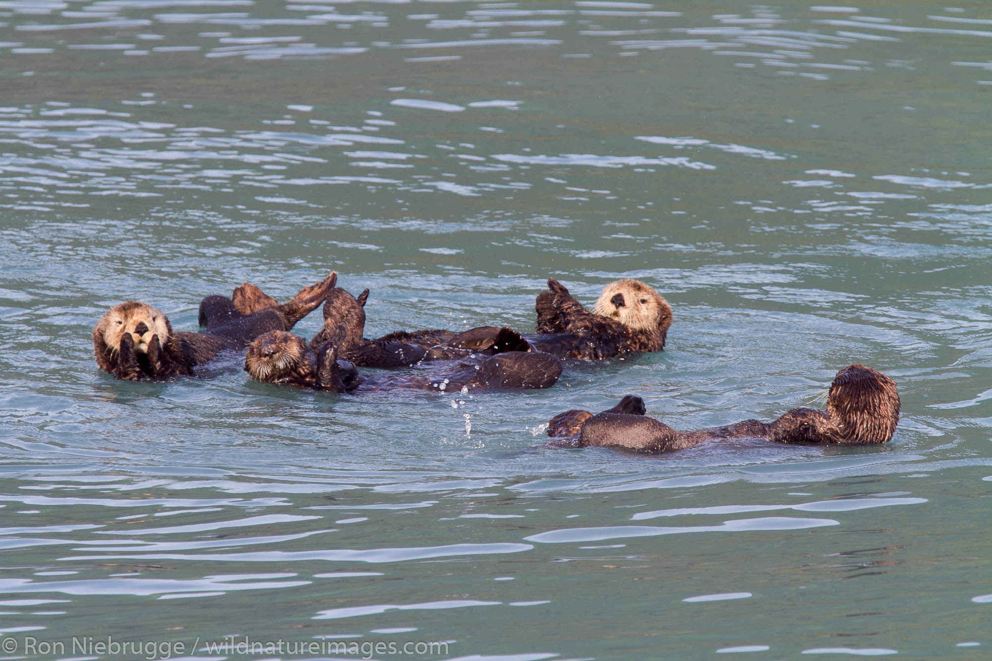 Sea otters, Kenai Fjords National Park, near Seward, Alaska.