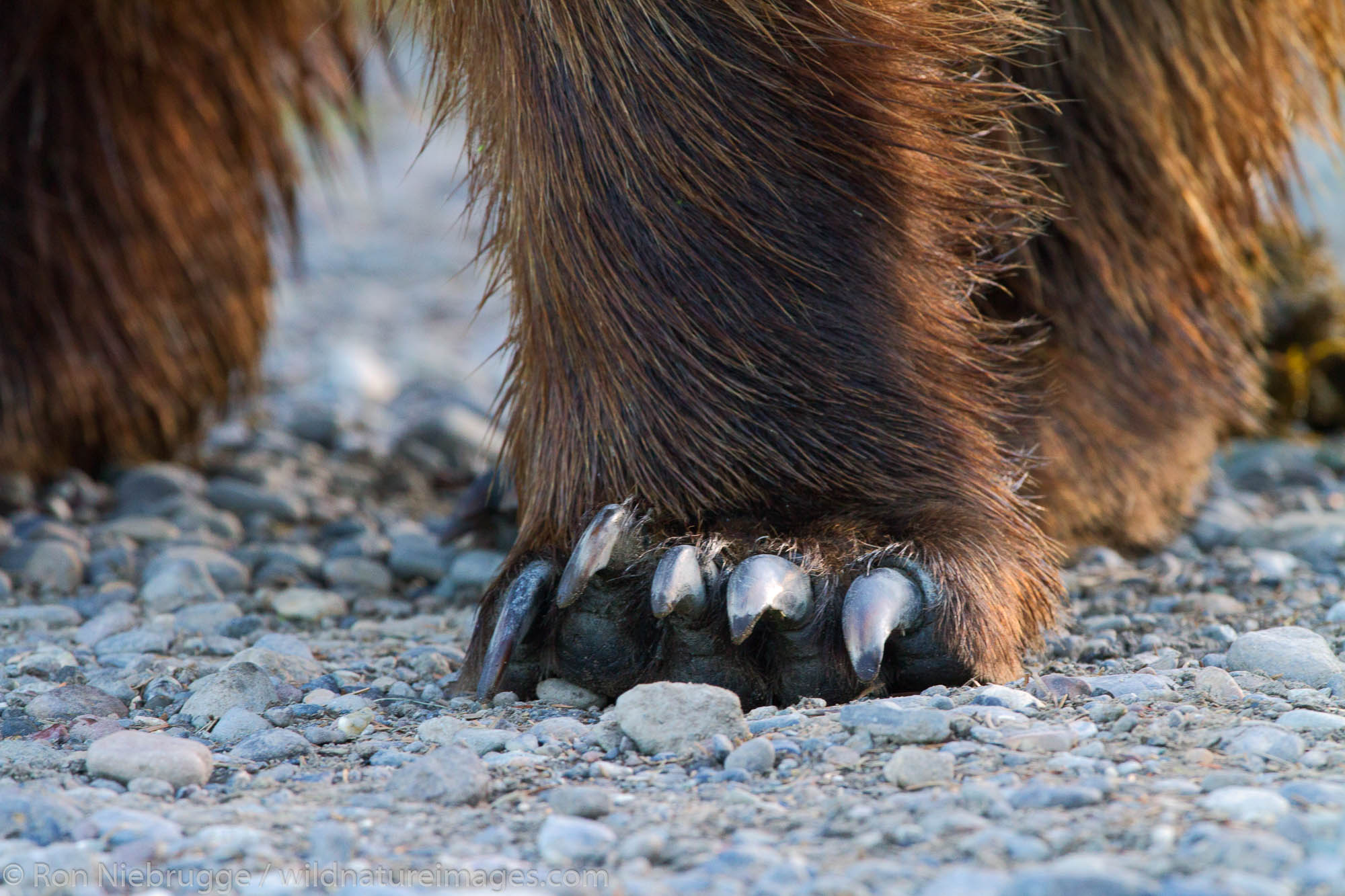 Male Brown / Grizzly Bear, Lake Clark National Park, Alaska.