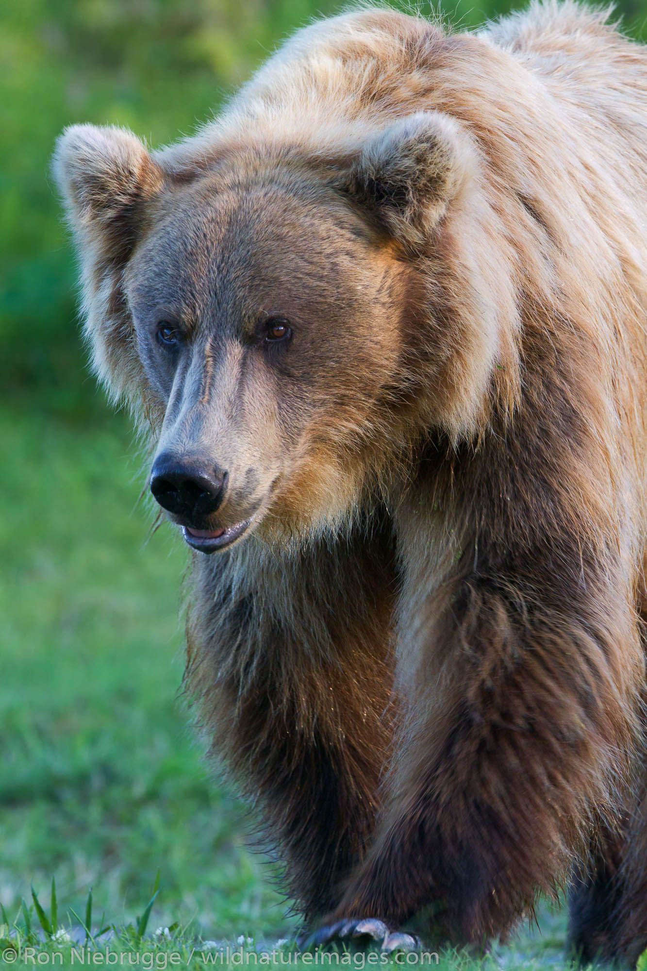 Male Brown / Grizzly Bear, Lake Clark National Park, Alaska.