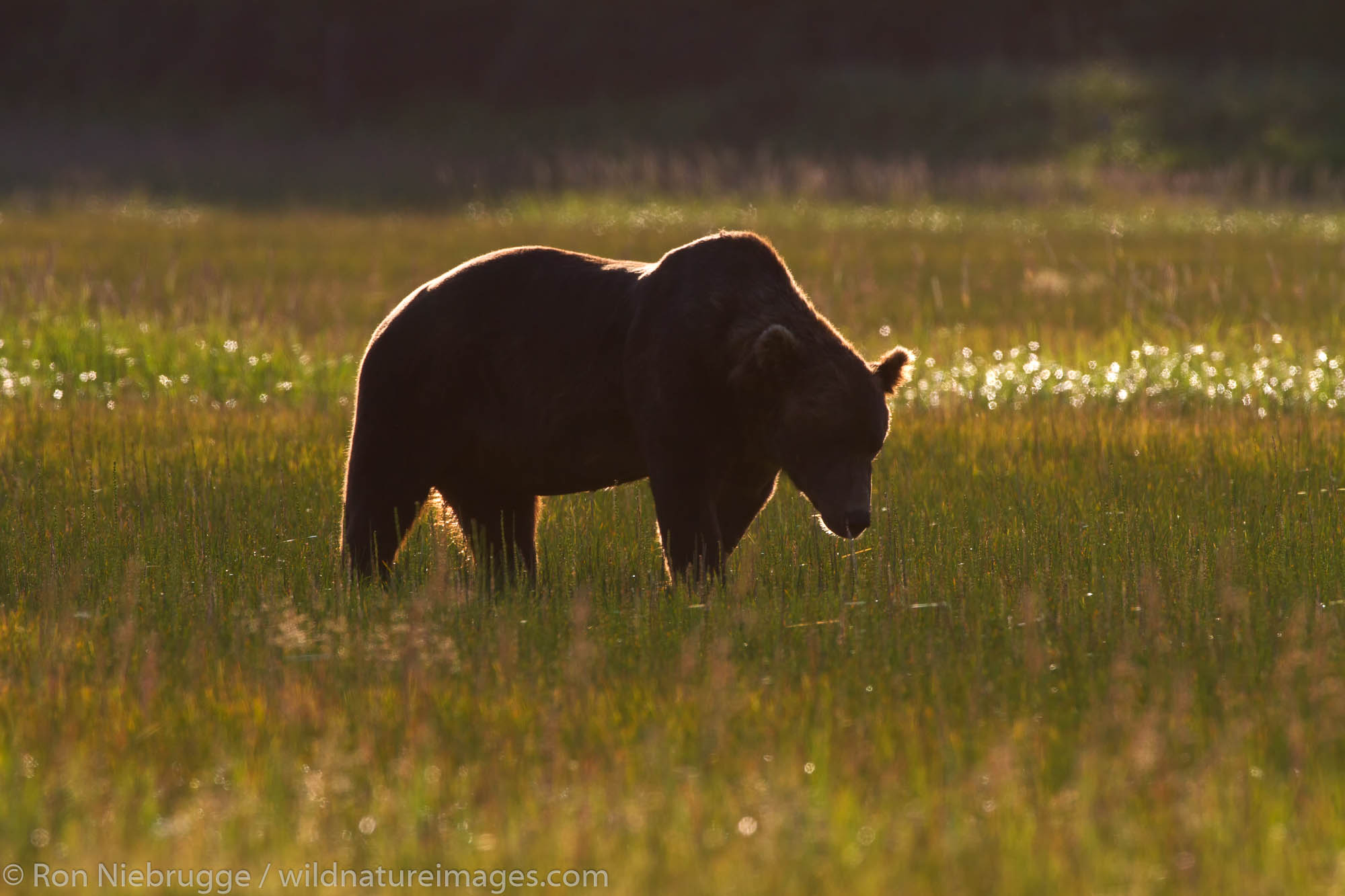 Male Brown / Grizzly Bear, Lake Clark National Park, Alaska.