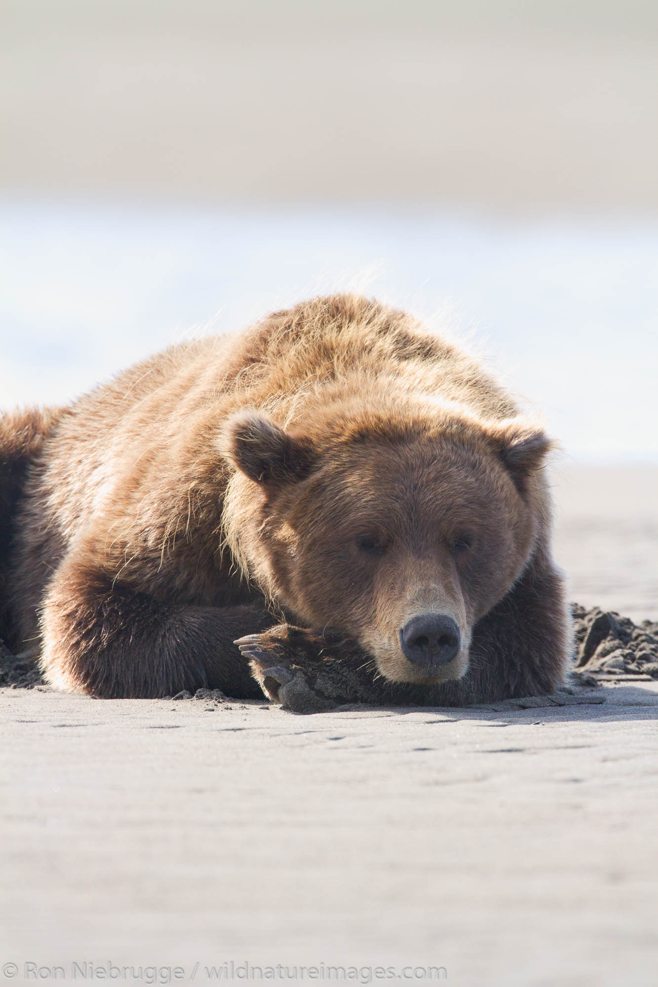 Brown / Grizzly Bear, Lake Clark National Park, Alaska.
