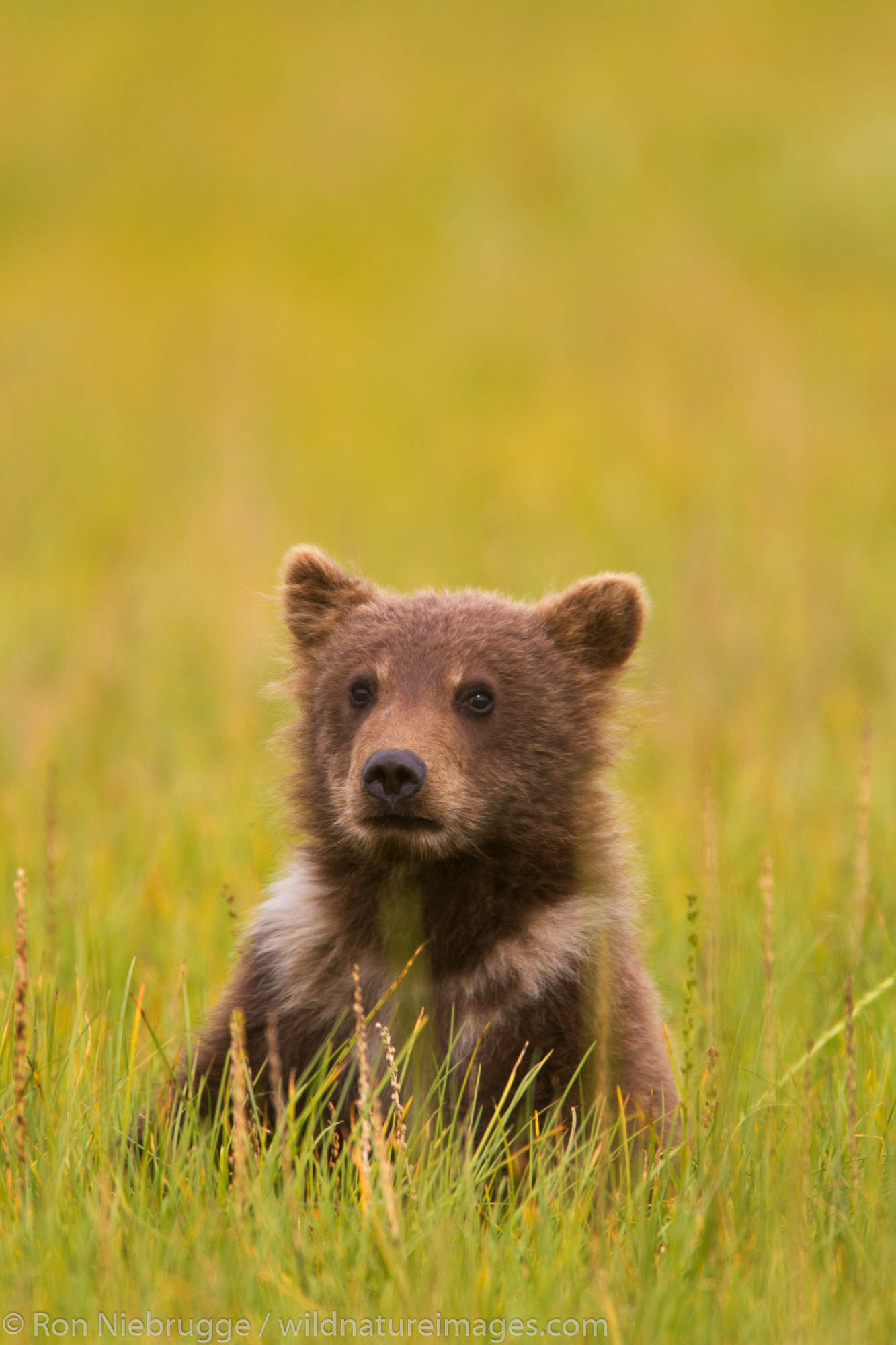 Spring cub - Brown / Grizzly Bear, Lake Clark National Park, Alaska.