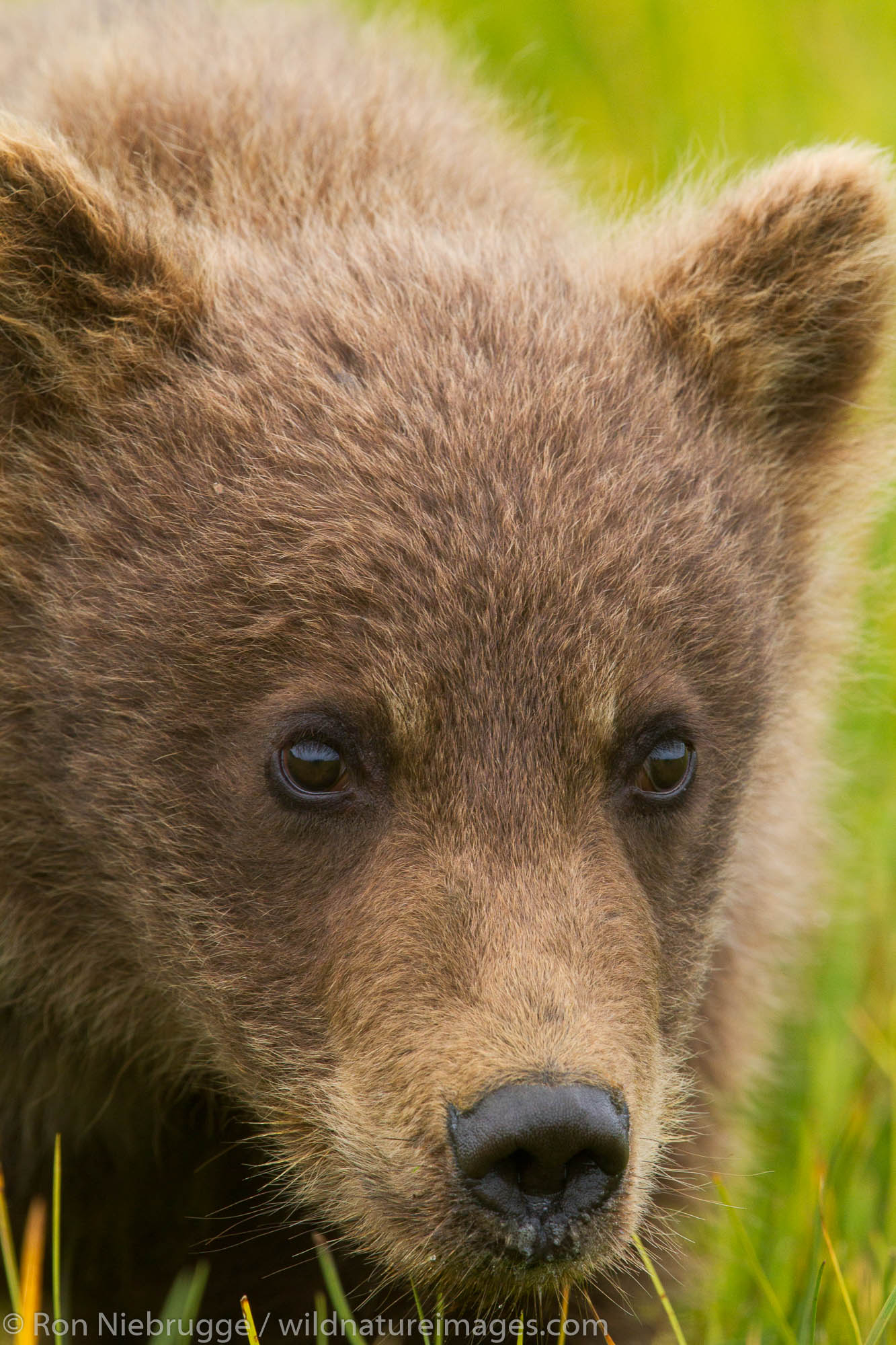 Spring cub - Brown / Grizzly Bear, Lake Clark National Park, Alaska.