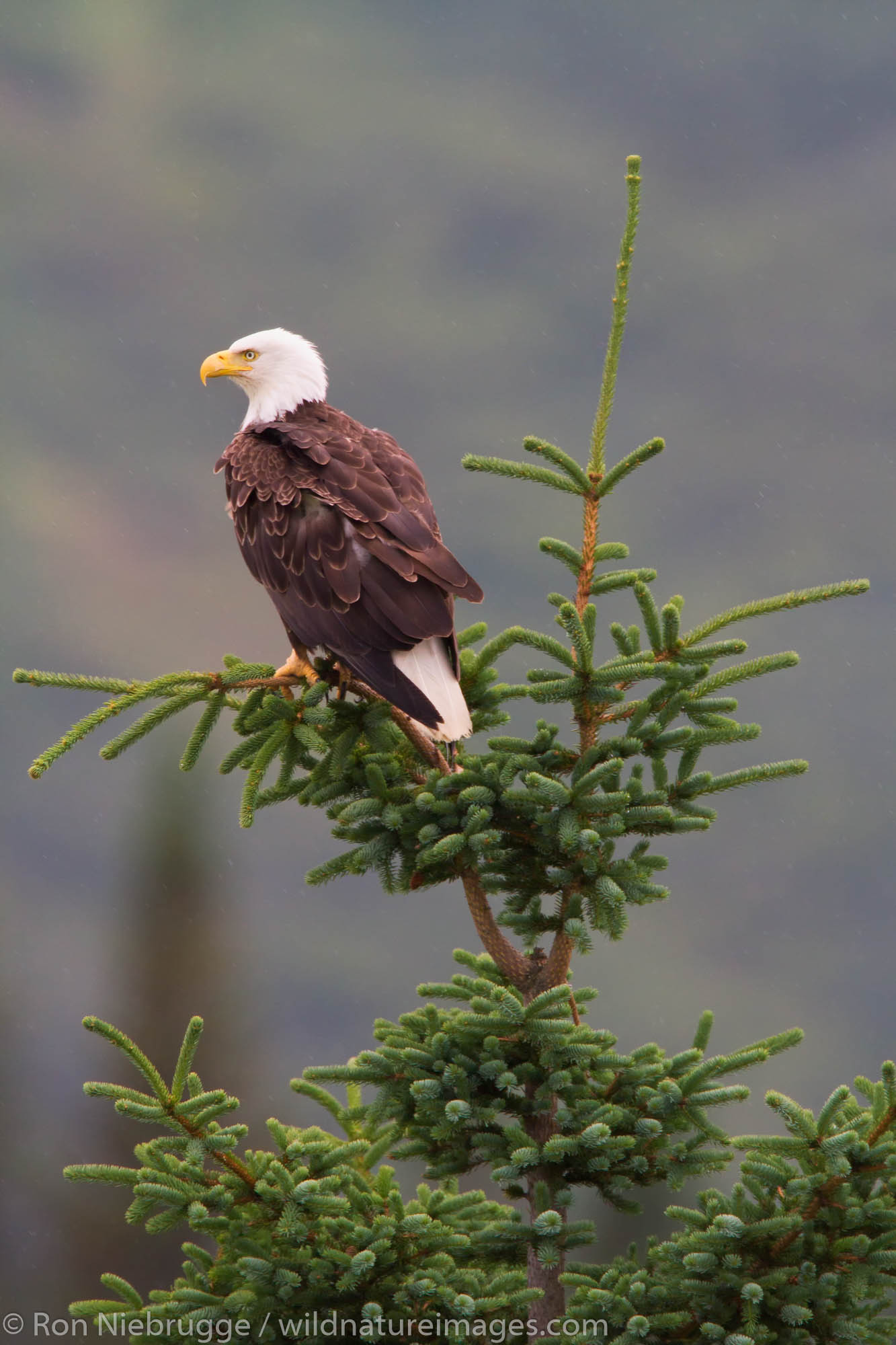 Bald eagle, Lake Clark National Park, Alaska.