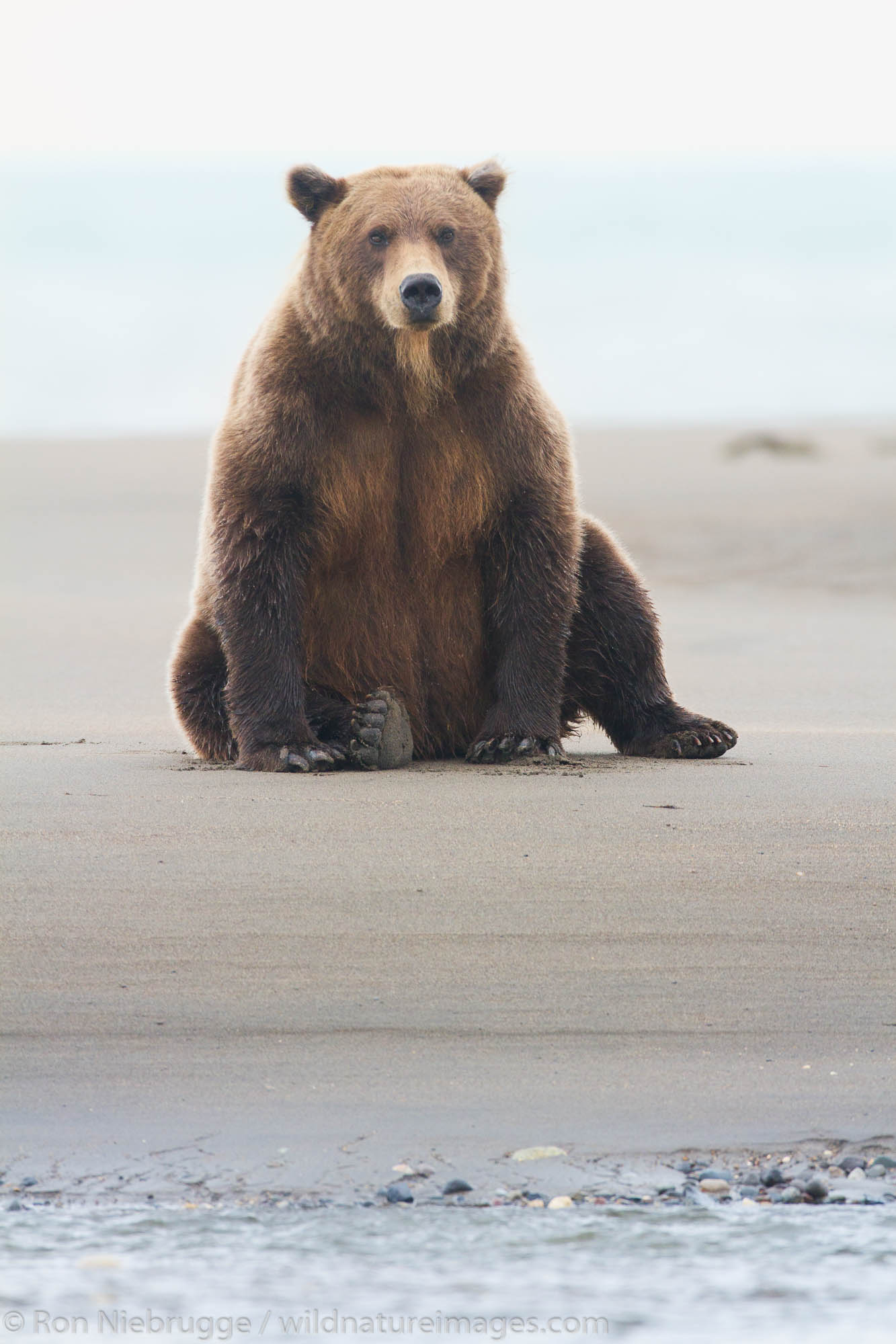 Brown / Grizzly Bear, Lake Clark National Park, Alaska.
