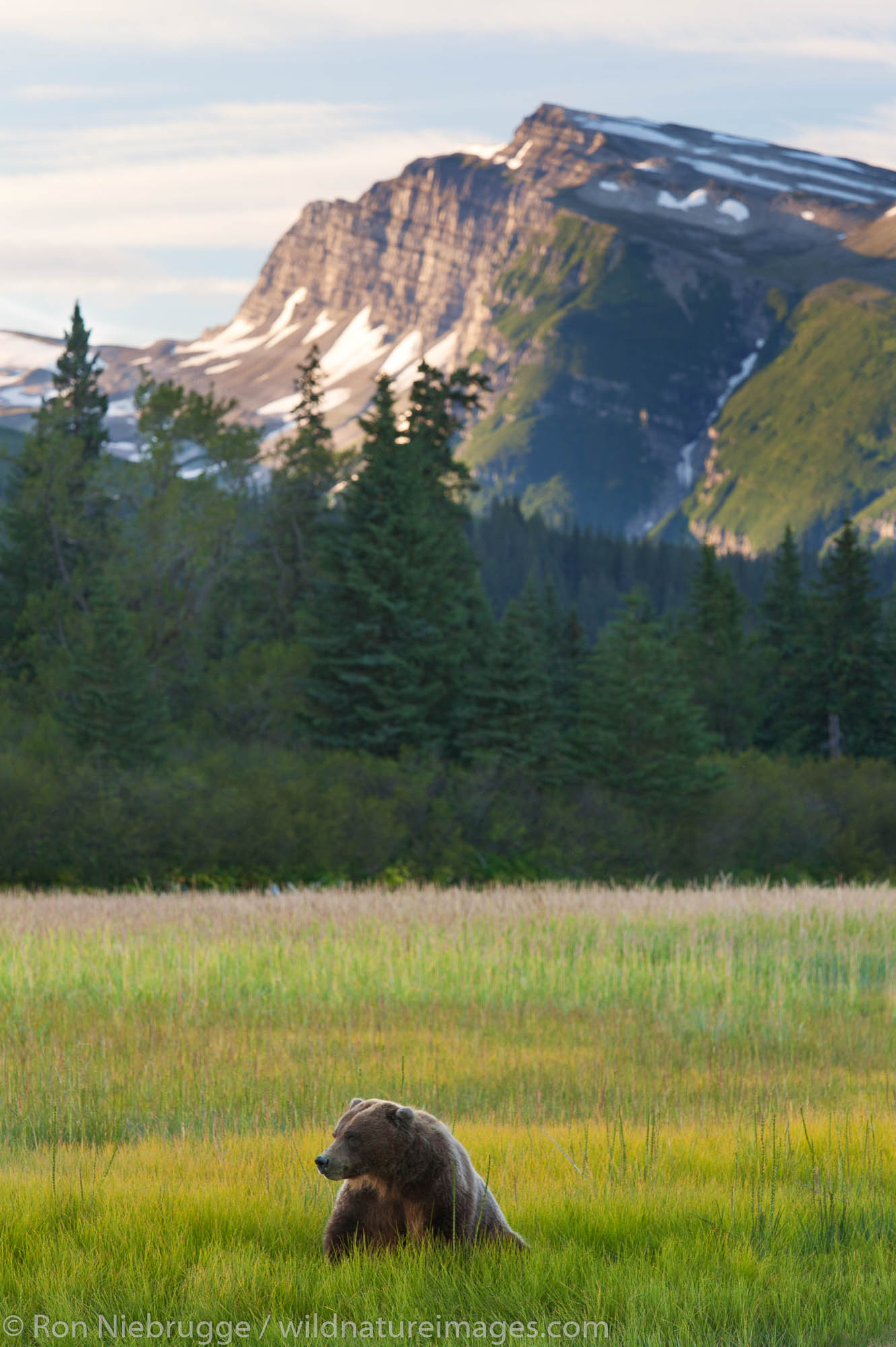 Brown / Grizzly Bear, Lake Clark National Park, Alaska.