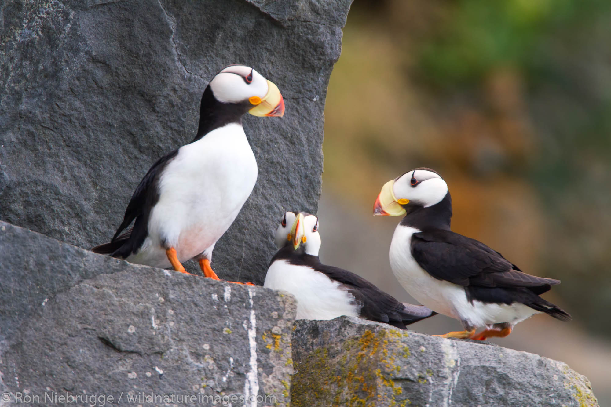 Horned puffin near Lake Clark National Park, Alaska.