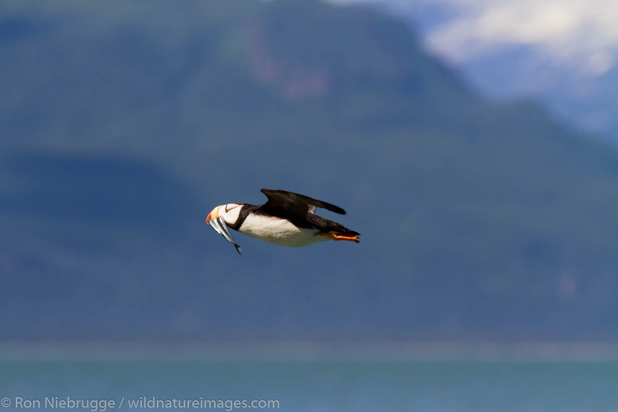 Horned puffin in flight, near Lake Clark National Park, Alaska.