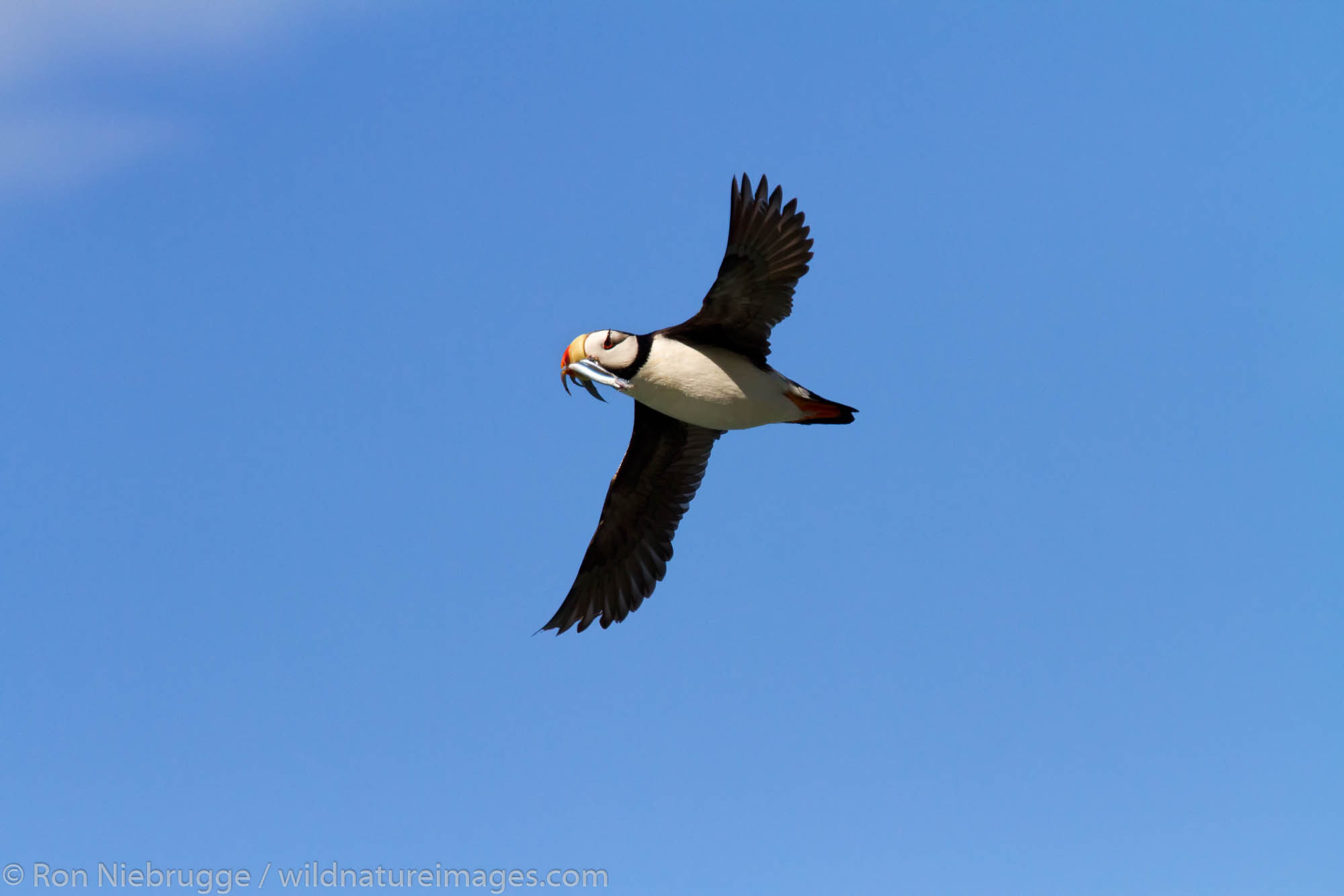 Horned puffin in flight, near Lake Clark National Park, Alaska.