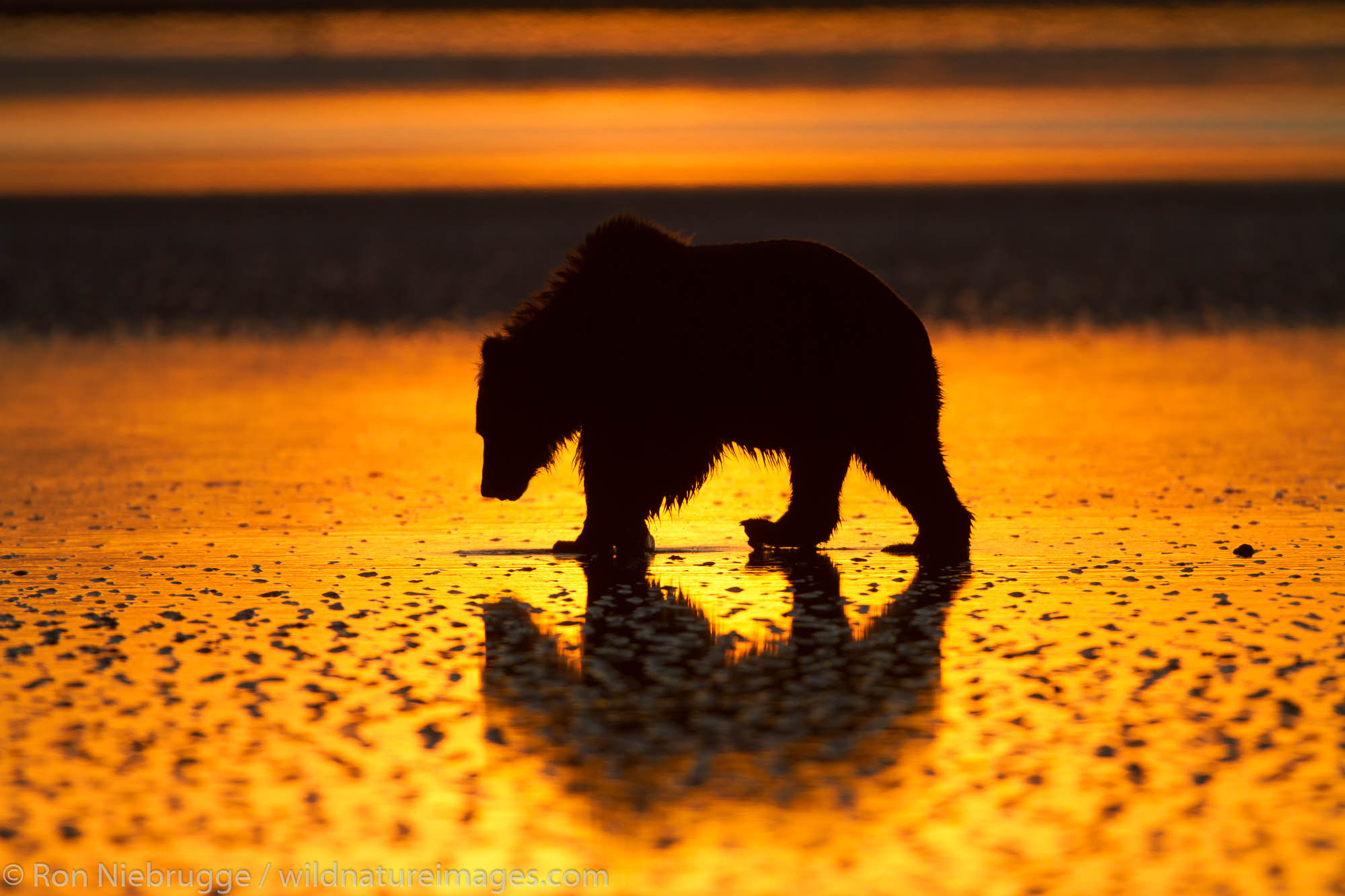 Brown / Grizzly Bear looking for clams at sunrise, Lake Clark National Park, Alaska.