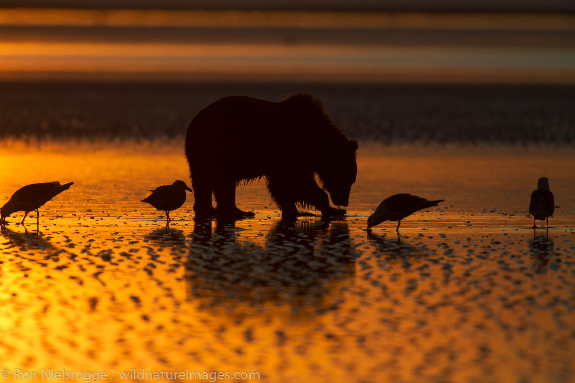 Brown / Grizzly Bear looking for clams at sunrise, Lake Clark National Park, Alaska.