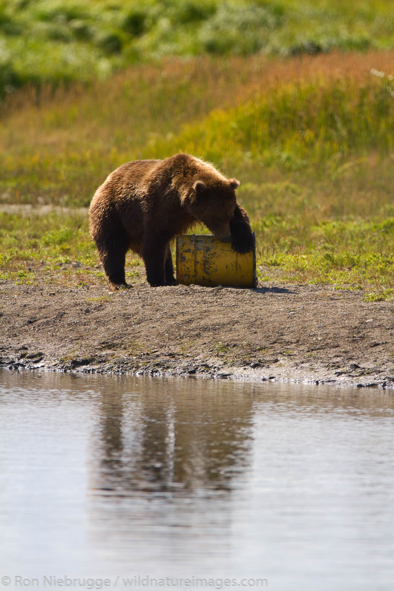 Brown / Grizzly Bear, Lake Clark National Park, Alaska.