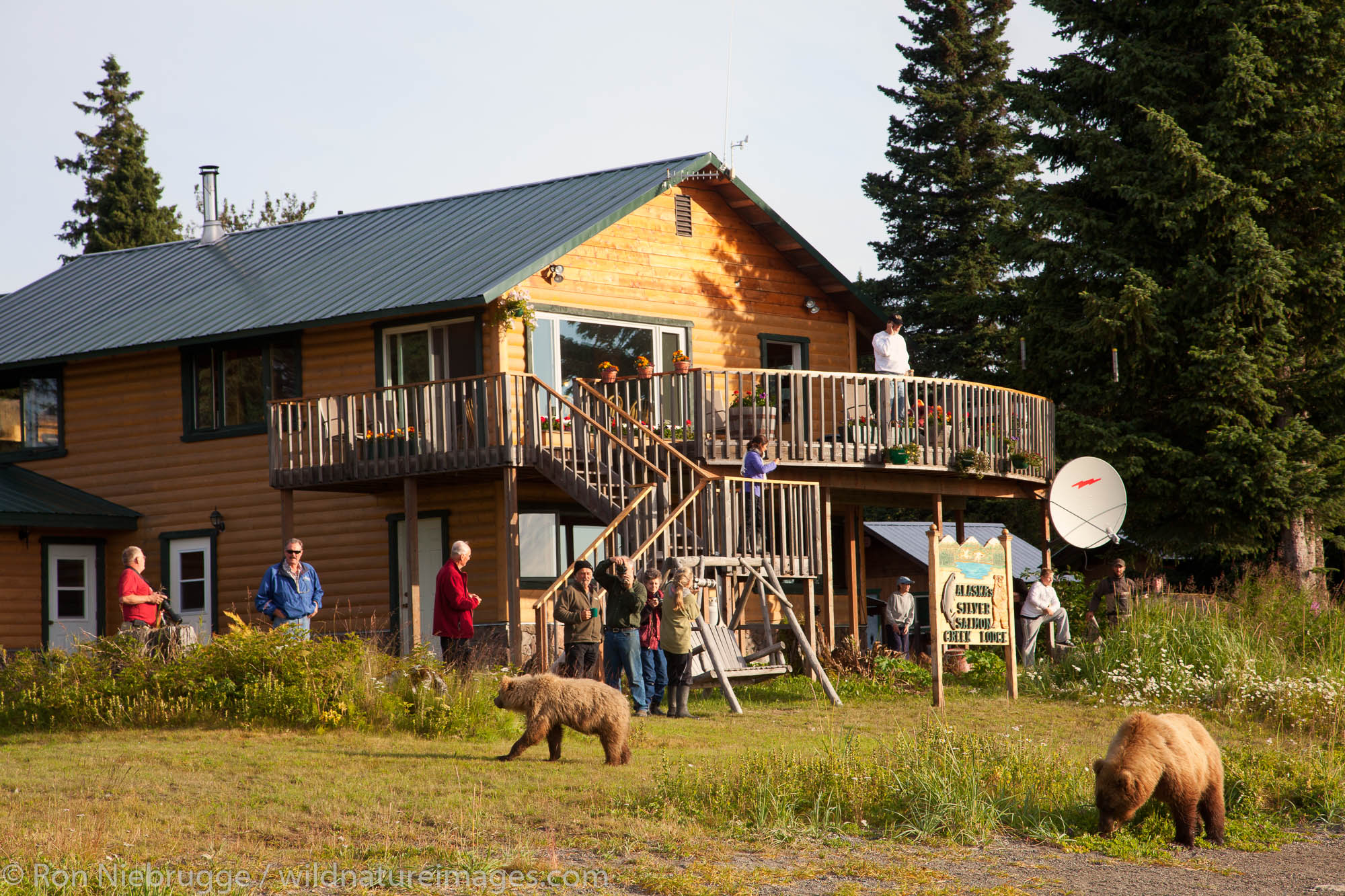 Brown / Grizzly Bear at Silver Salmon Creek Lodge, Lake Clark National Park, Alaska.