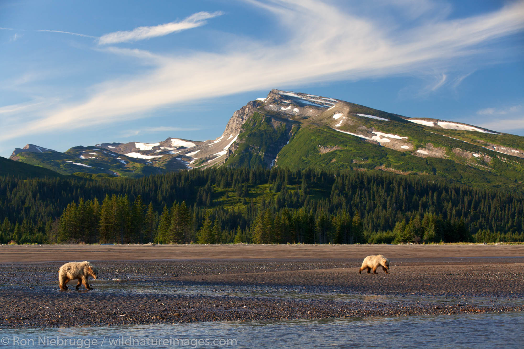 Brown / Grizzly Bear, Lake Clark National Park, Alaska.