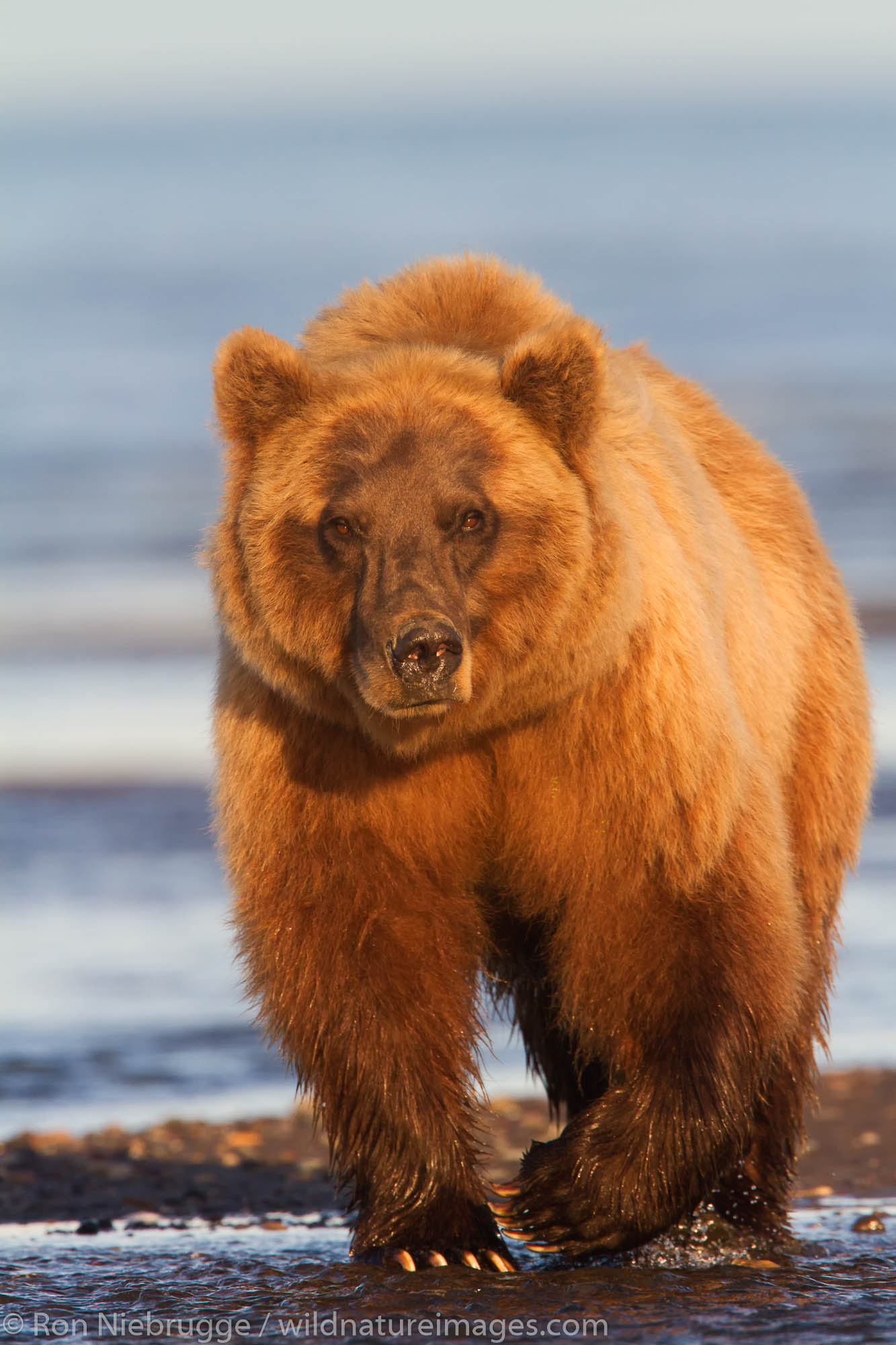 Brown / Grizzly Bear, Lake Clark National Park, Alaska.