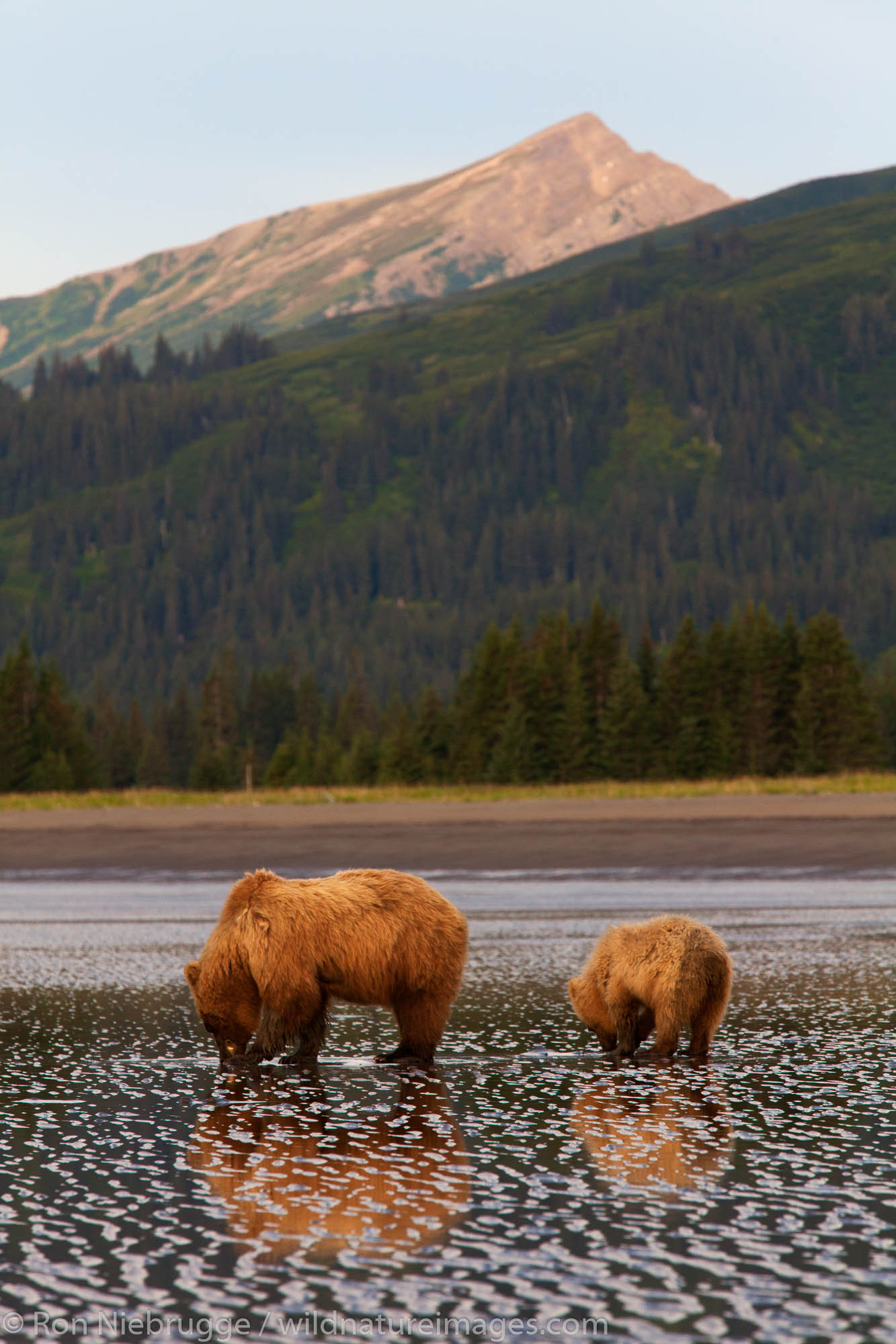 Brown / Grizzly Bear digging for clams, Lake Clark National Park, Alaska.
