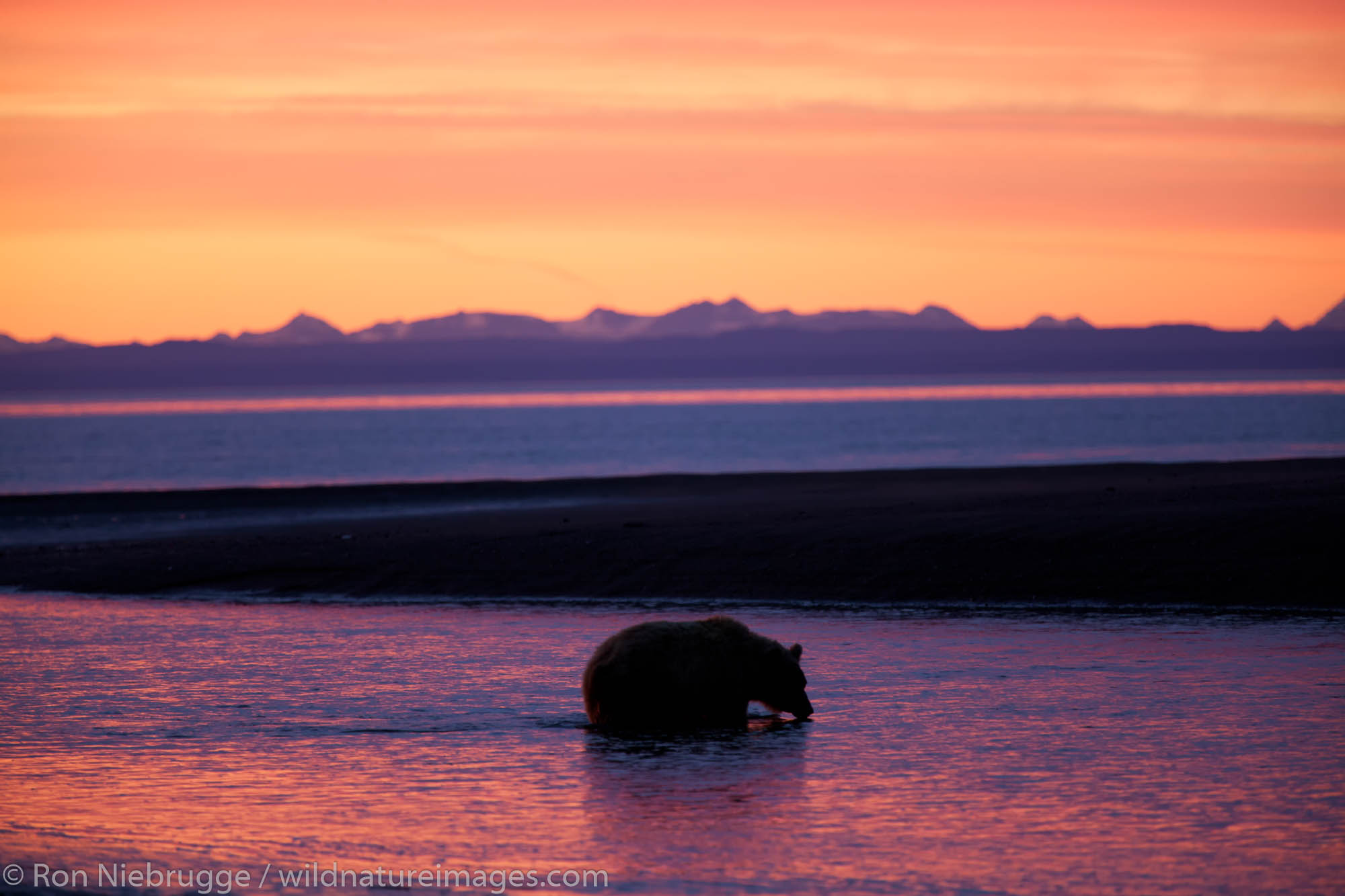 Brown / Grizzly Bear, Lake Clark National Park, Alaska.