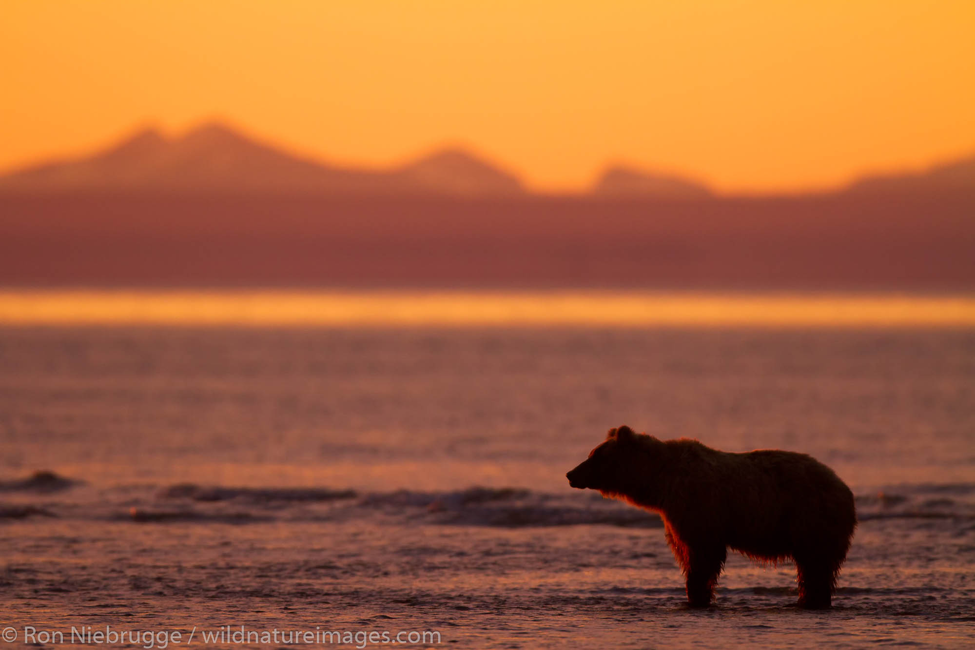 Brown / Grizzly Bear, Lake Clark National Park, Alaska.