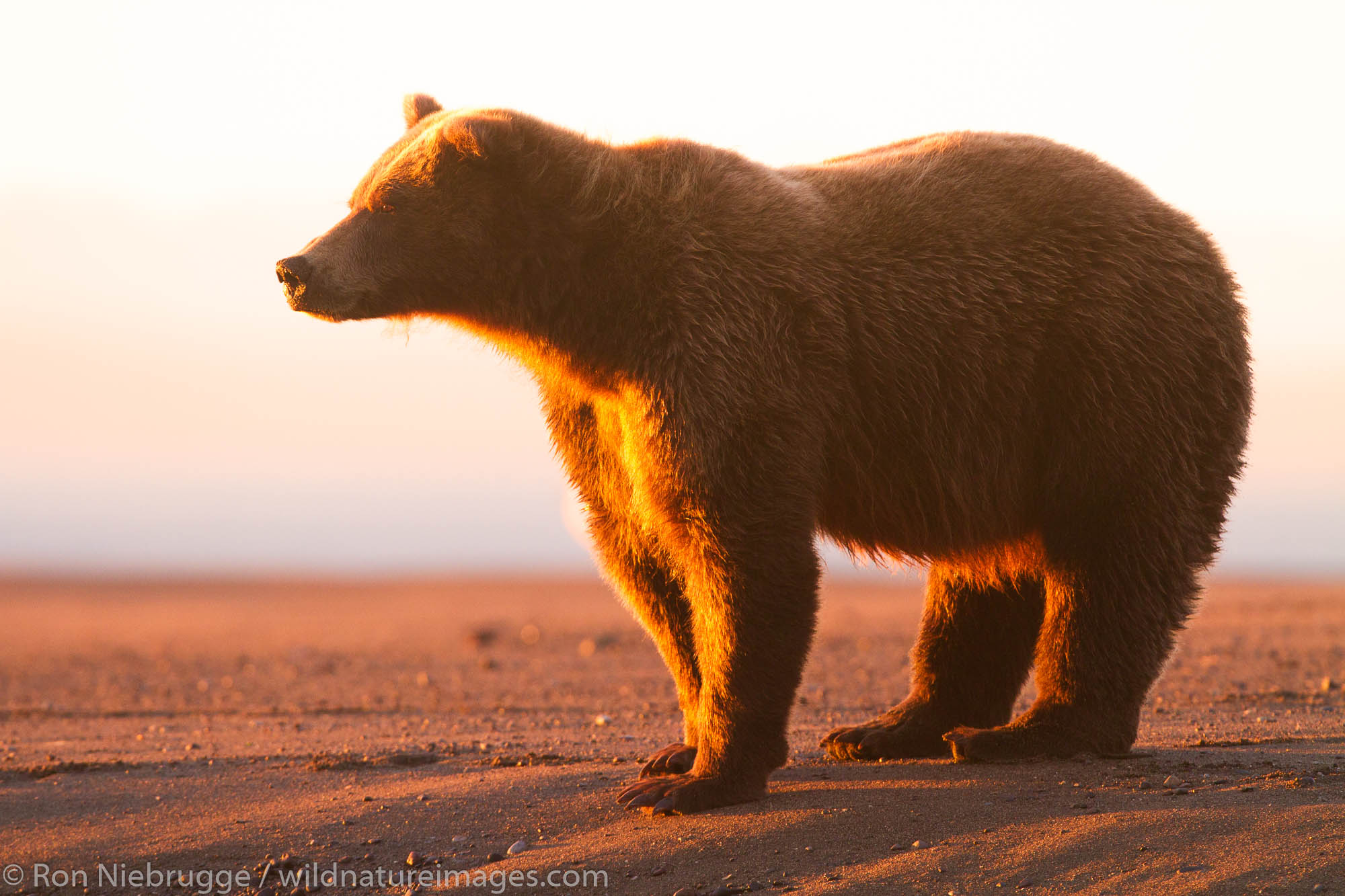 Brown / Grizzly Bear, Lake Clark National Park, Alaska.