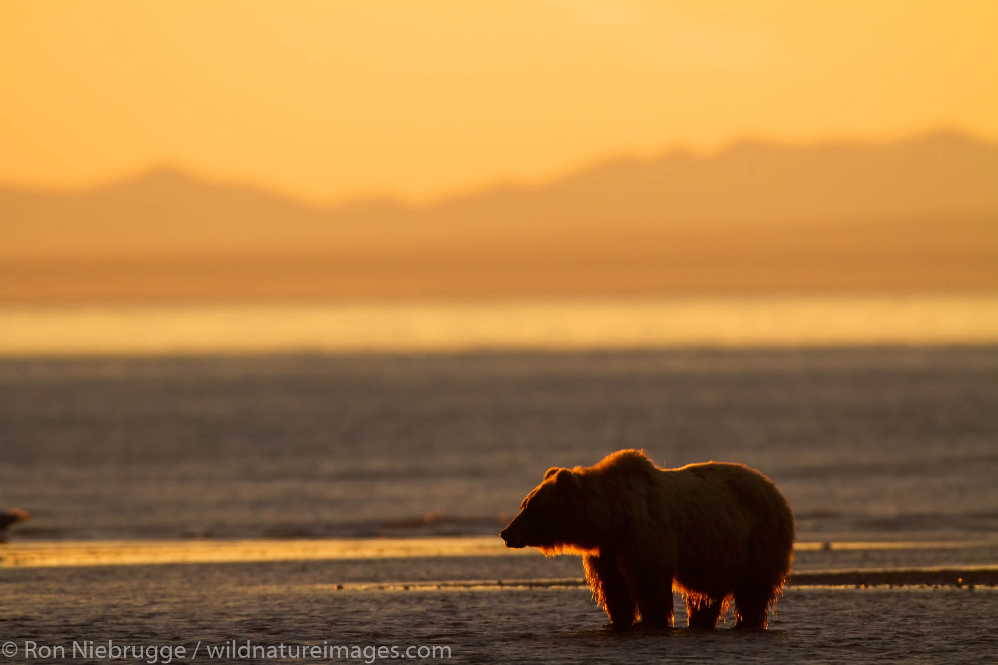 Brown / Grizzly Bear, Lake Clark National Park, Alaska.