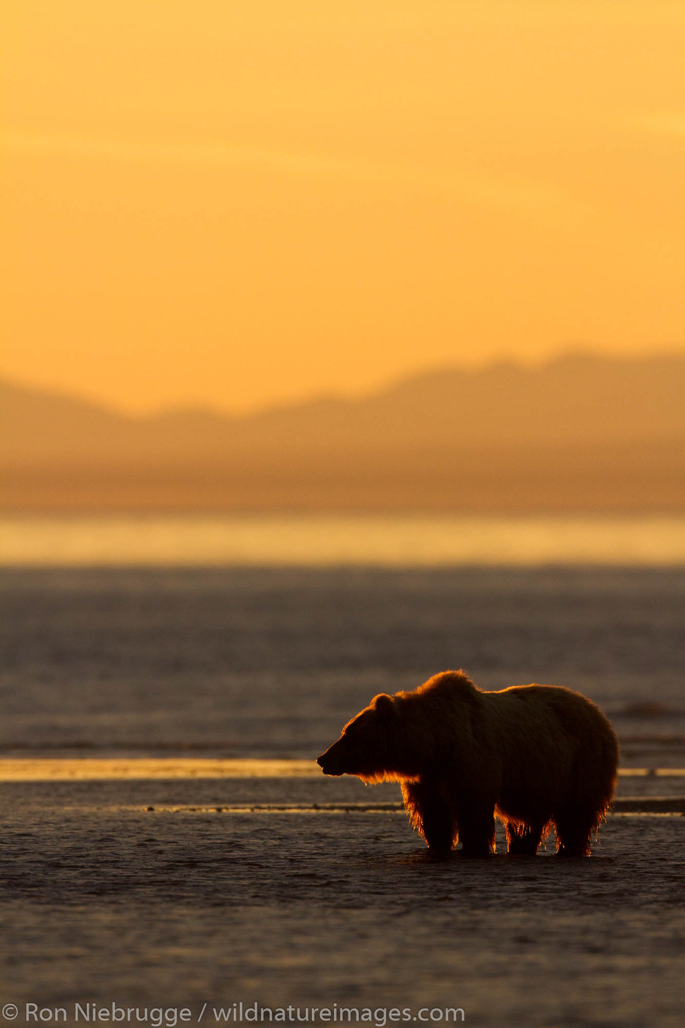 Brown / Grizzly Bear, Lake Clark National Park, Alaska.
