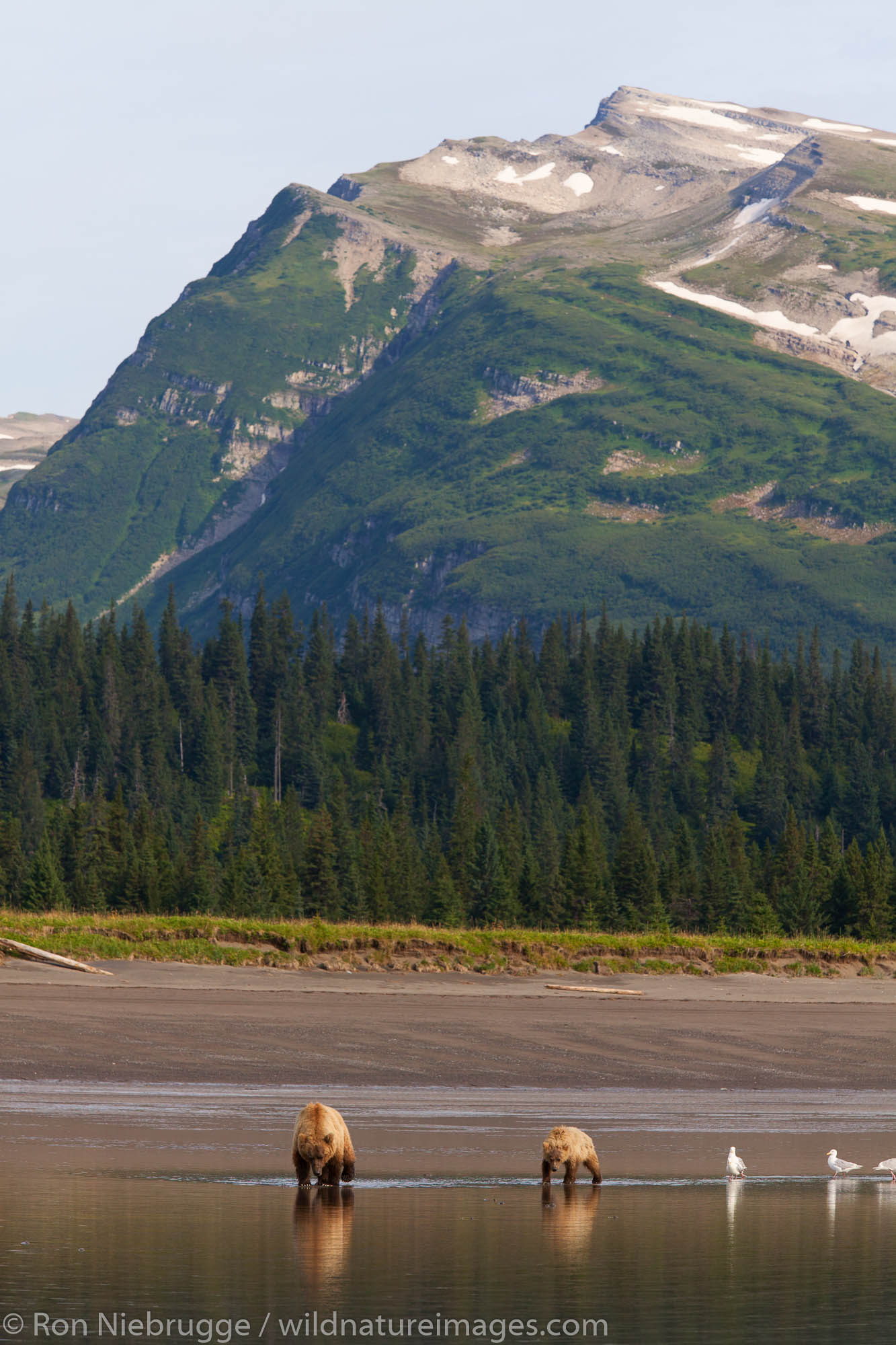Brown / Grizzly Bear digging for clams, Lake Clark National Park, Alaska.