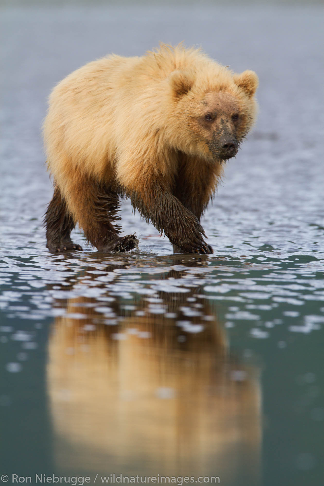Brown / Grizzly Bear digging for clams, Lake Clark National Park, Alaska.