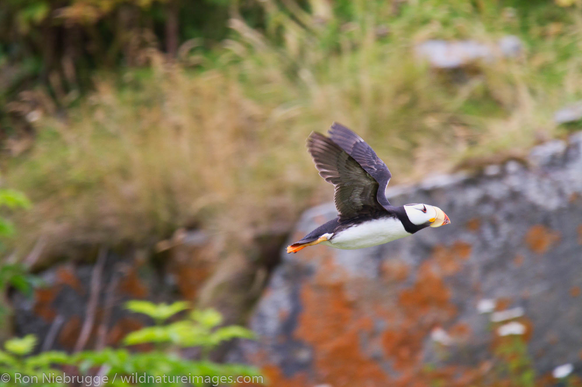 Horned Puffin in flight, Lake Clark National Park, Alaska.
