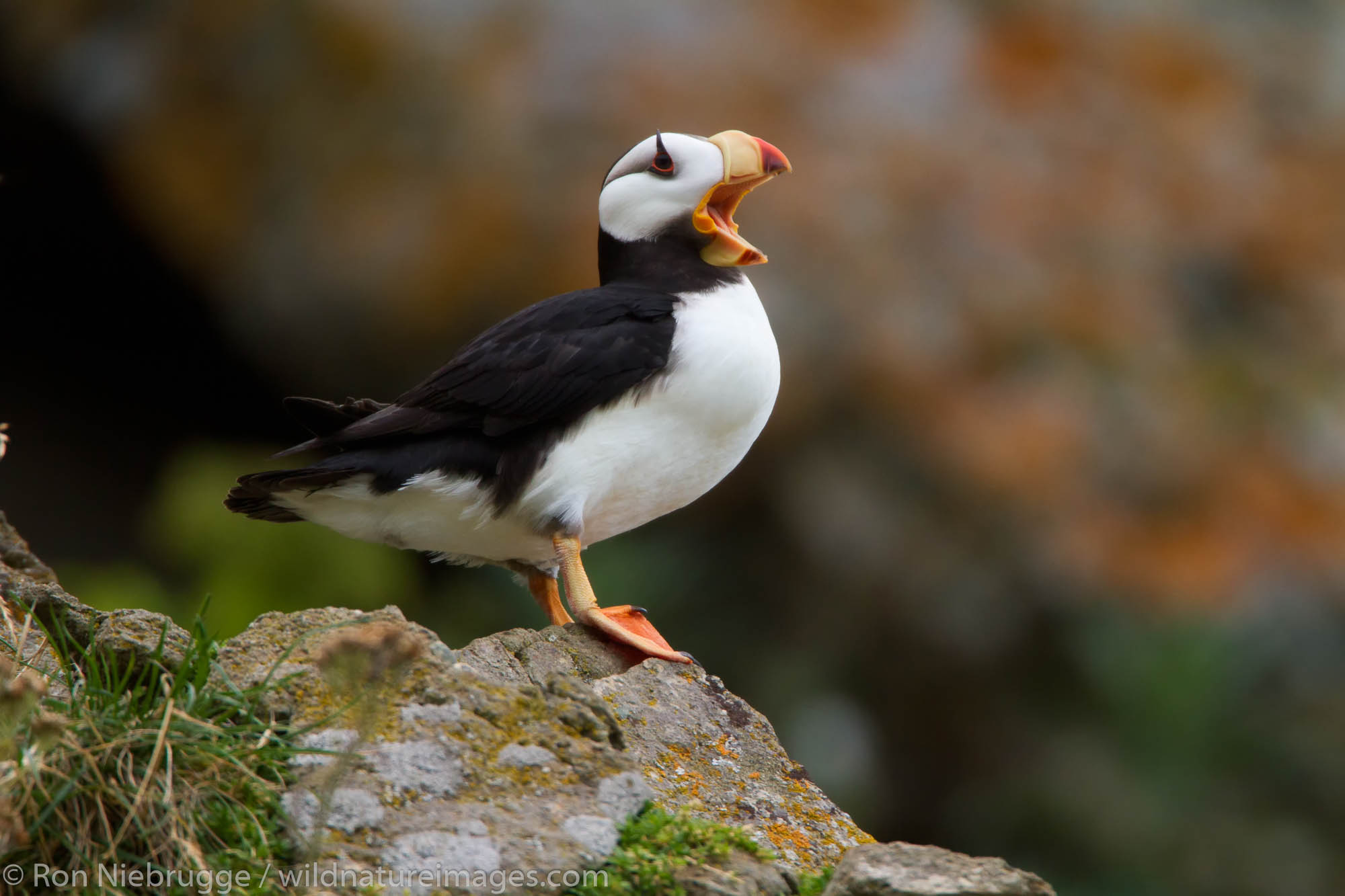 Horned Puffin, Lake Clark National Park, Alaska.