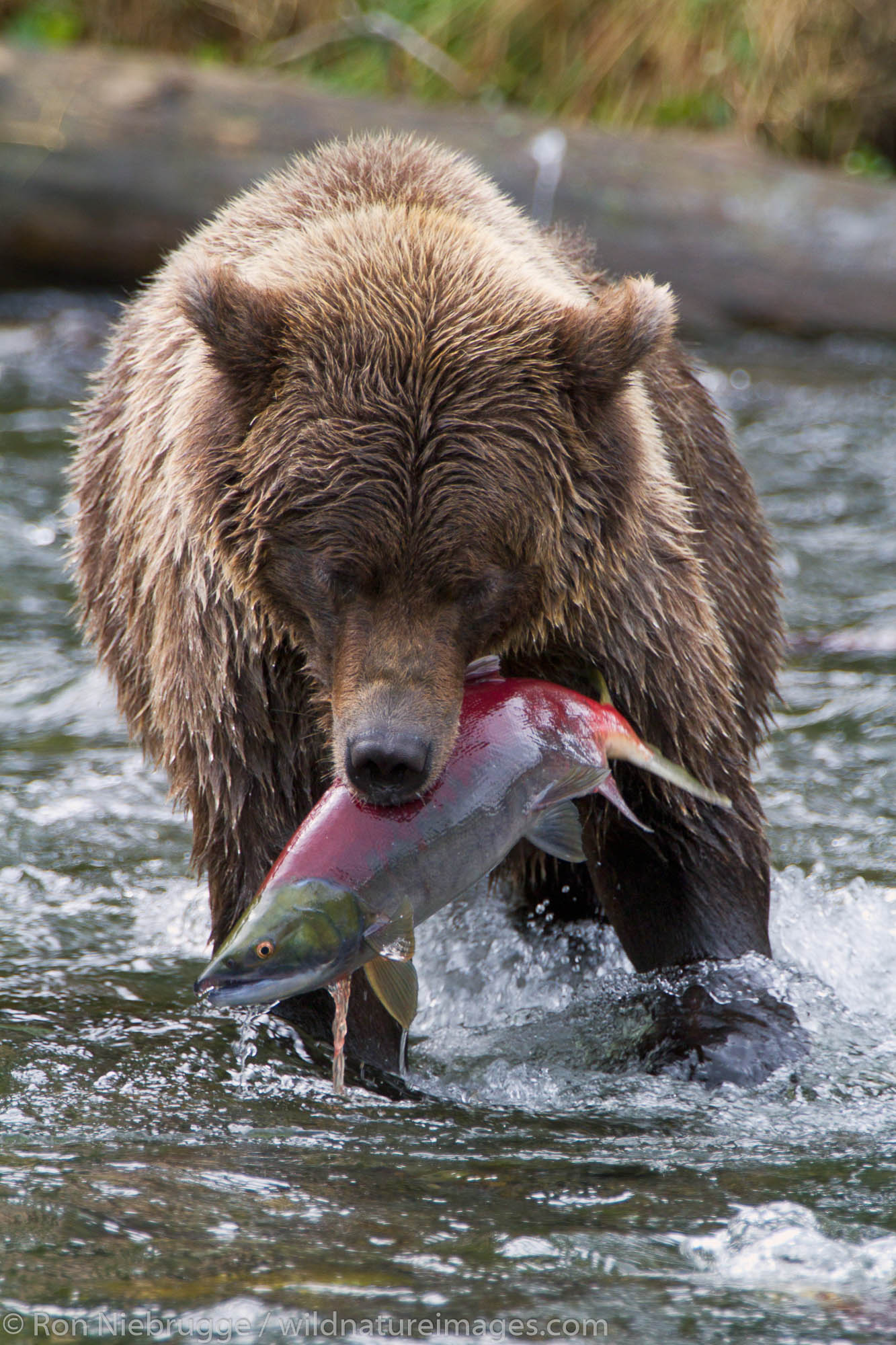 A Brown or Grizzly Bear with a red salmon, Chugach National Forest, Alaska.