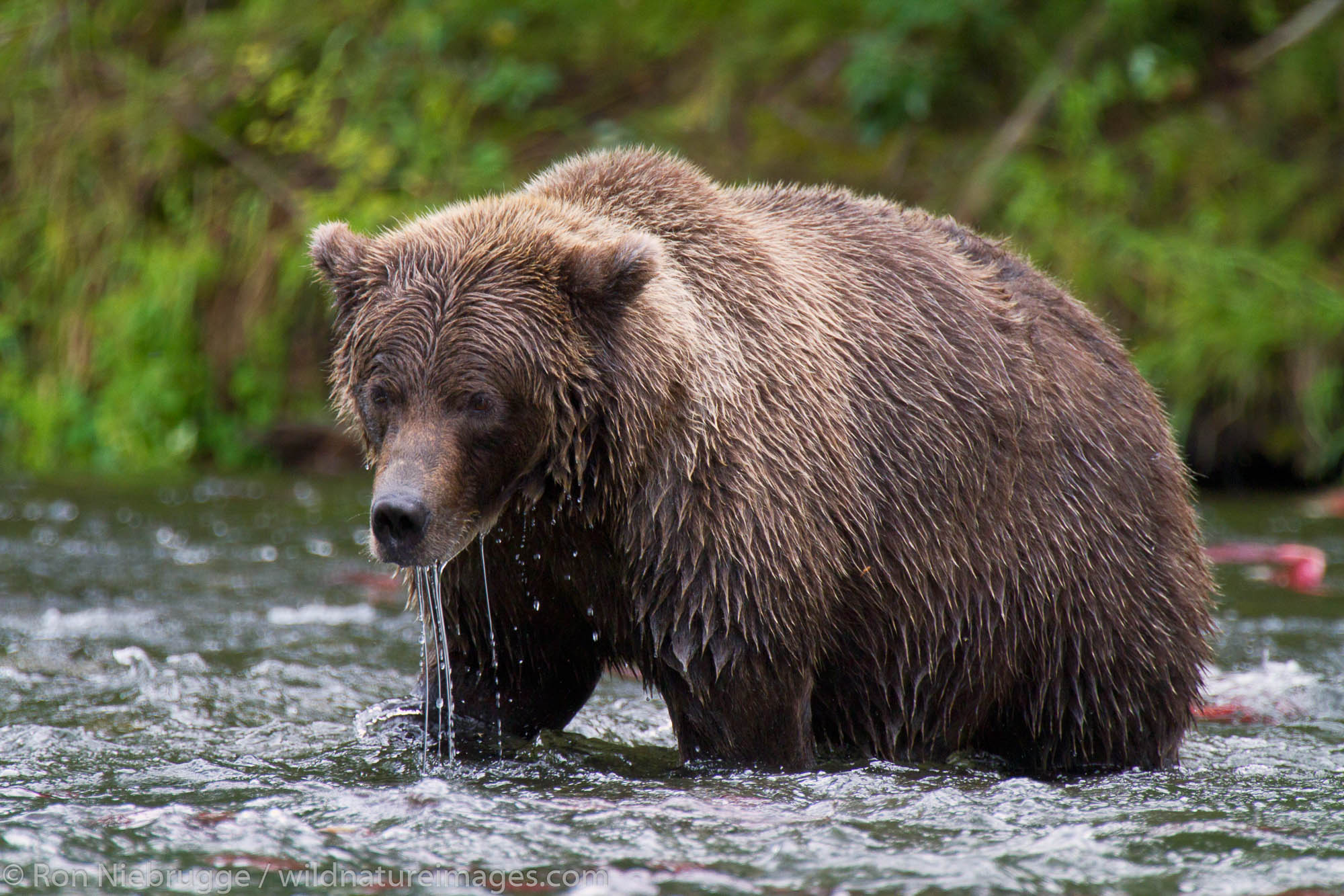 A Brown or Grizzly Bear, Chugach National Forest, near Seward, Alaska.