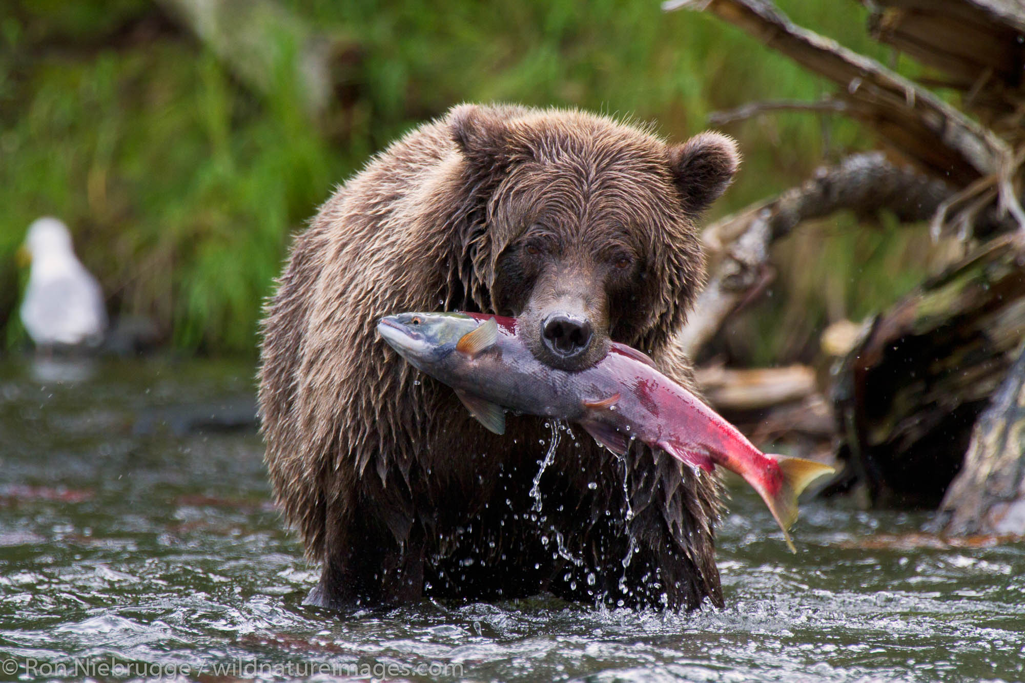 A Brown or Grizzly Bear with a red salmon, Chugach National Forest, Alaska.