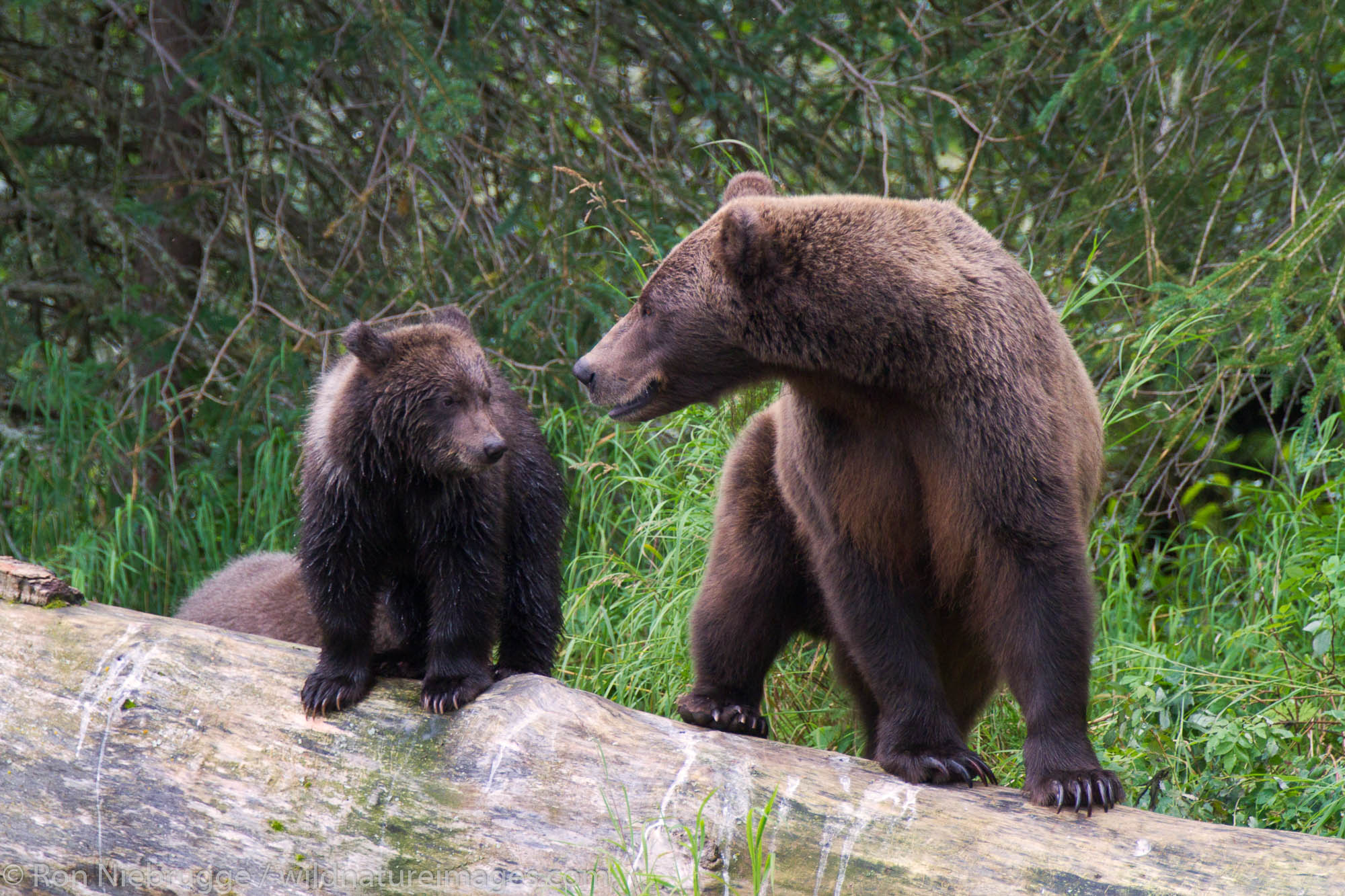 A Brown or Grizzly Bear, Chugach National Forest, near Seward, Alaska.