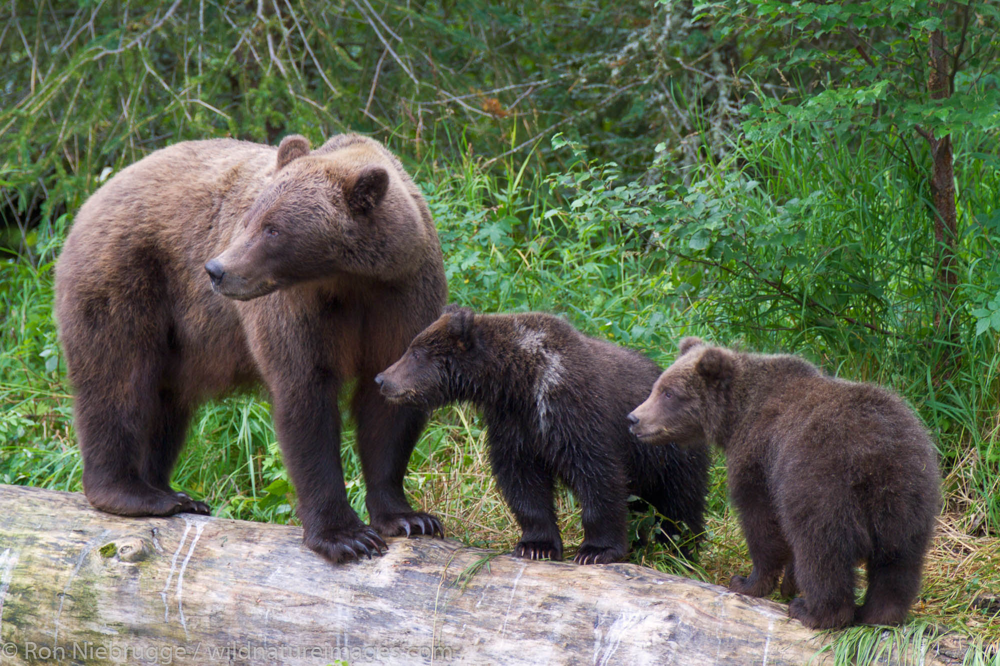 A Brown or Grizzly Bear, Chugach National Forest, Alaska.