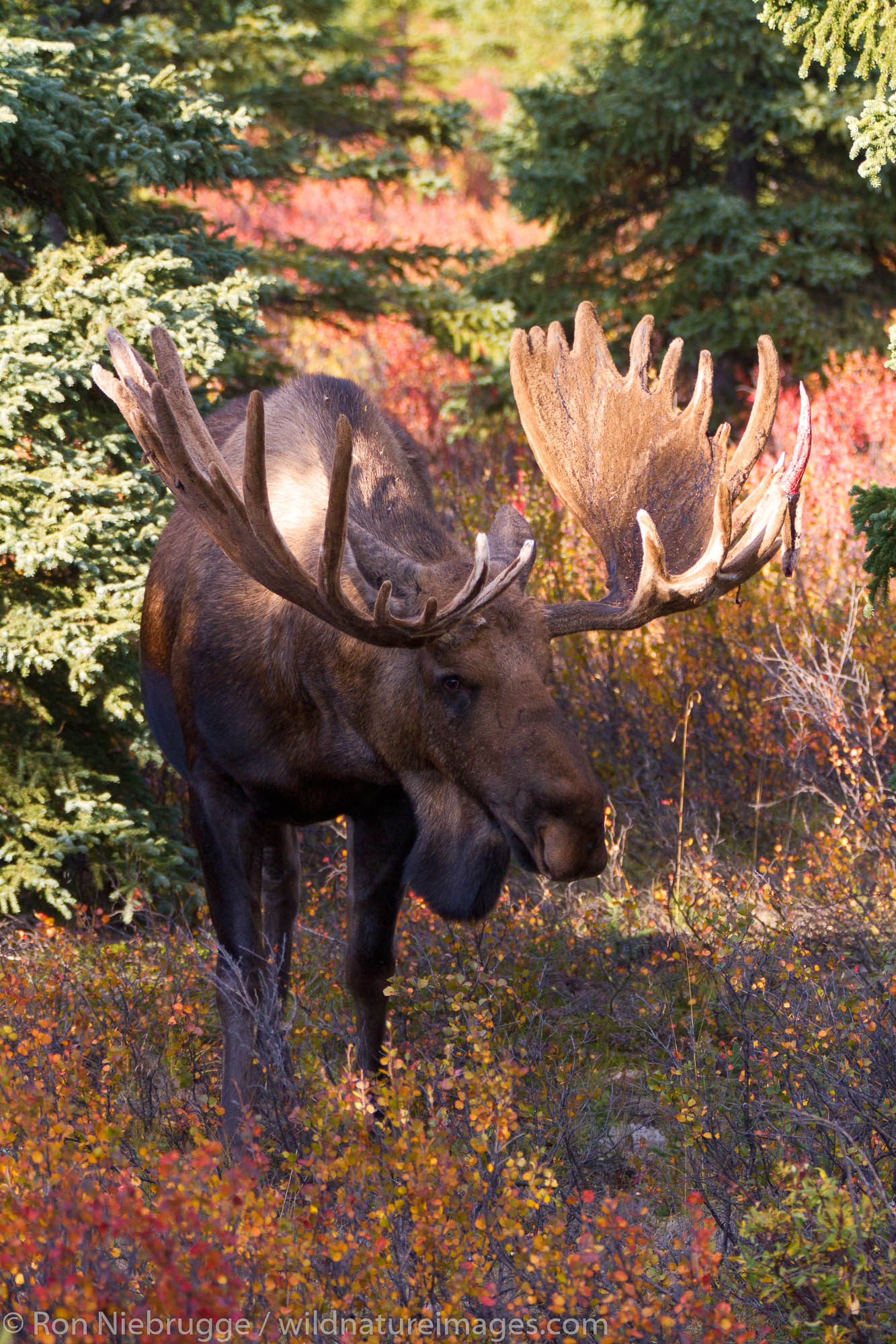Bull moose, Denali National Park, Alaska.
