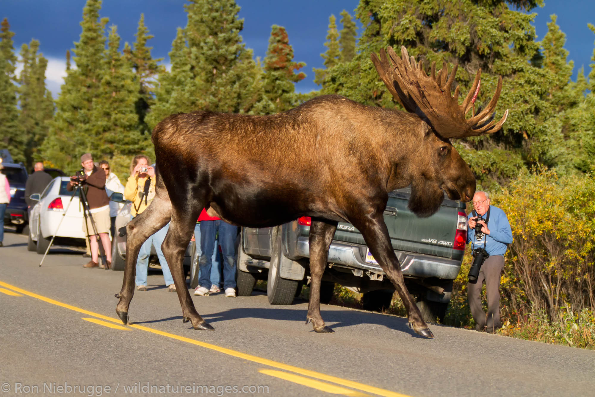 Bull moose, Denali National Park, Alaska. 