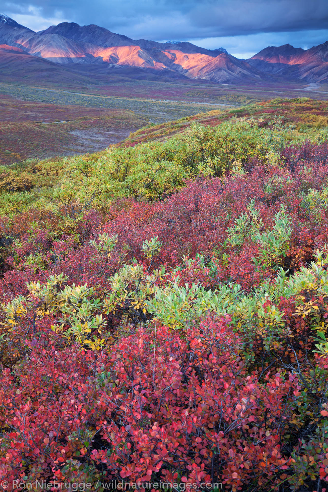 Fall colors in Polychrome Pass, Denali National Park, Alaska.