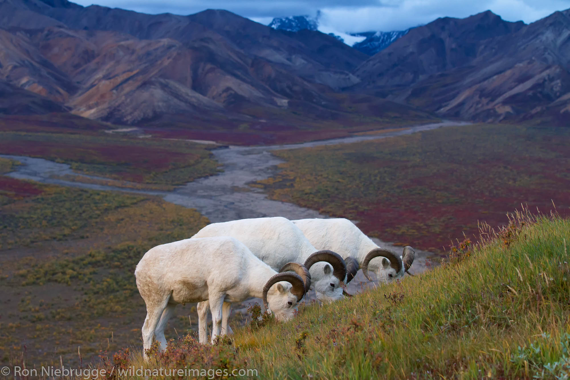 Dall's Sheep in Polychrome Pass, Denali National Park, Alaska.