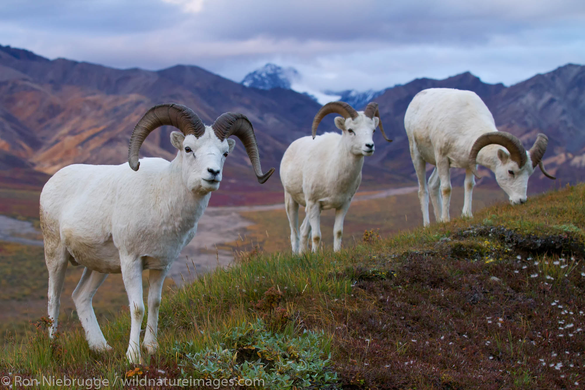 Dall's Sheep in Polychrome Pass, Denali National Park, Alaska.