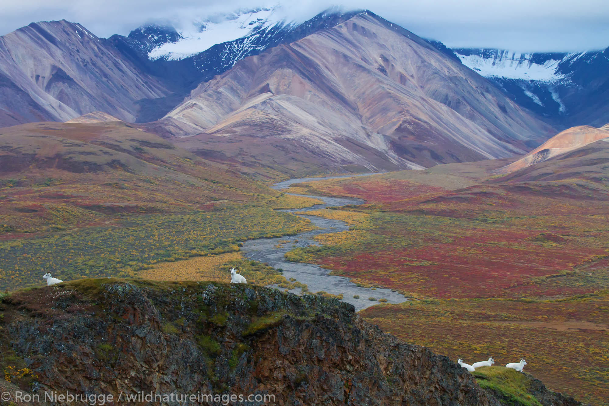 Dall's Sheep in Polychrome Pass, Denali National Park, Alaska.