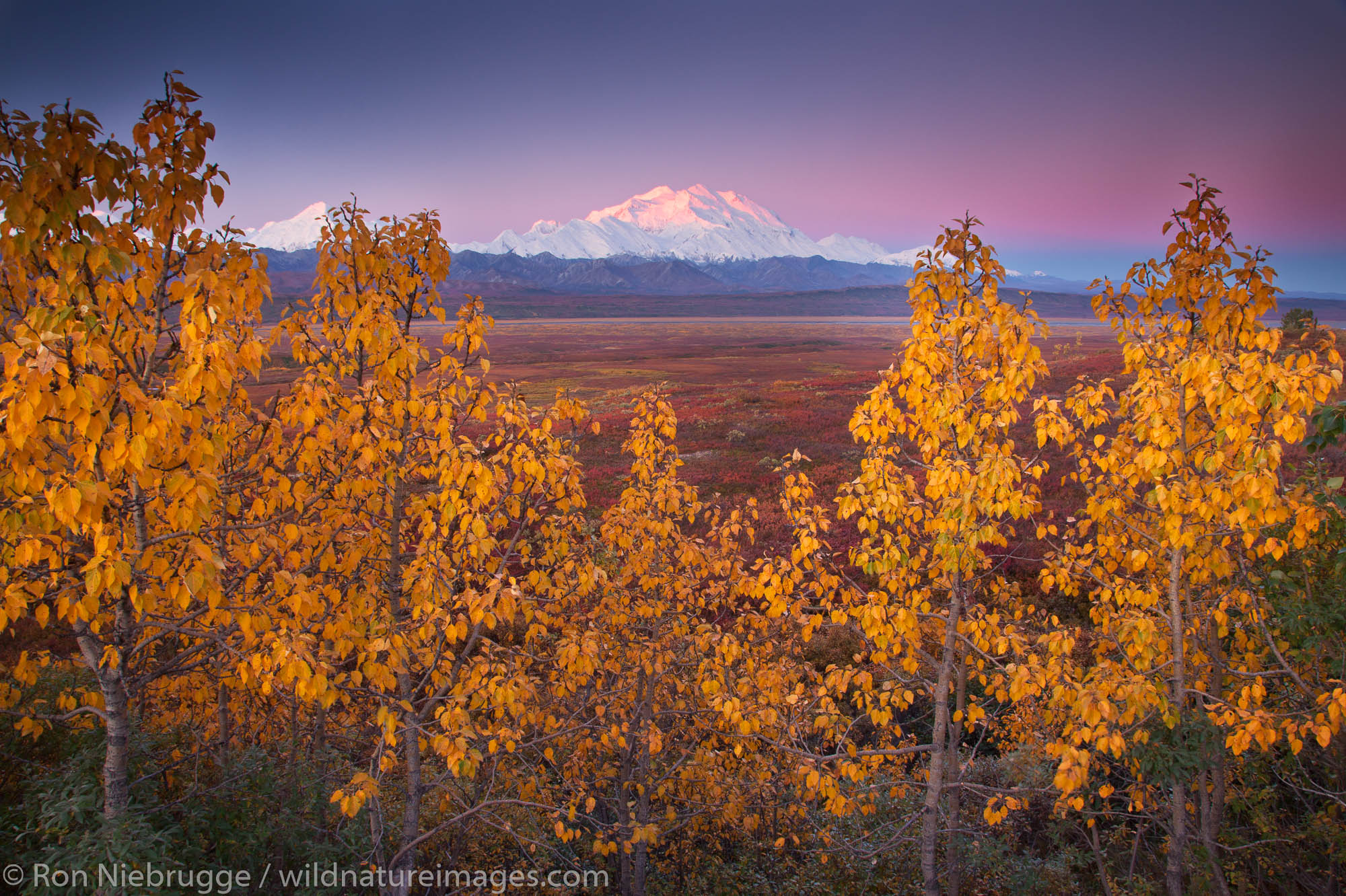 Fall Colors Mt McKinley, also called Denali, Denali National Park, Alaska.