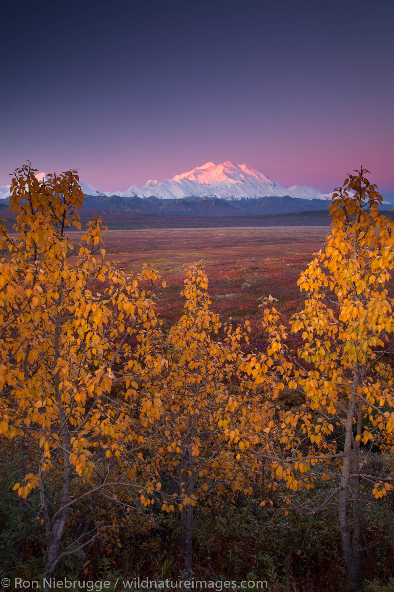 Fall Colors Mt McKinley, also called Denali, Denali National Park, Alaska.
