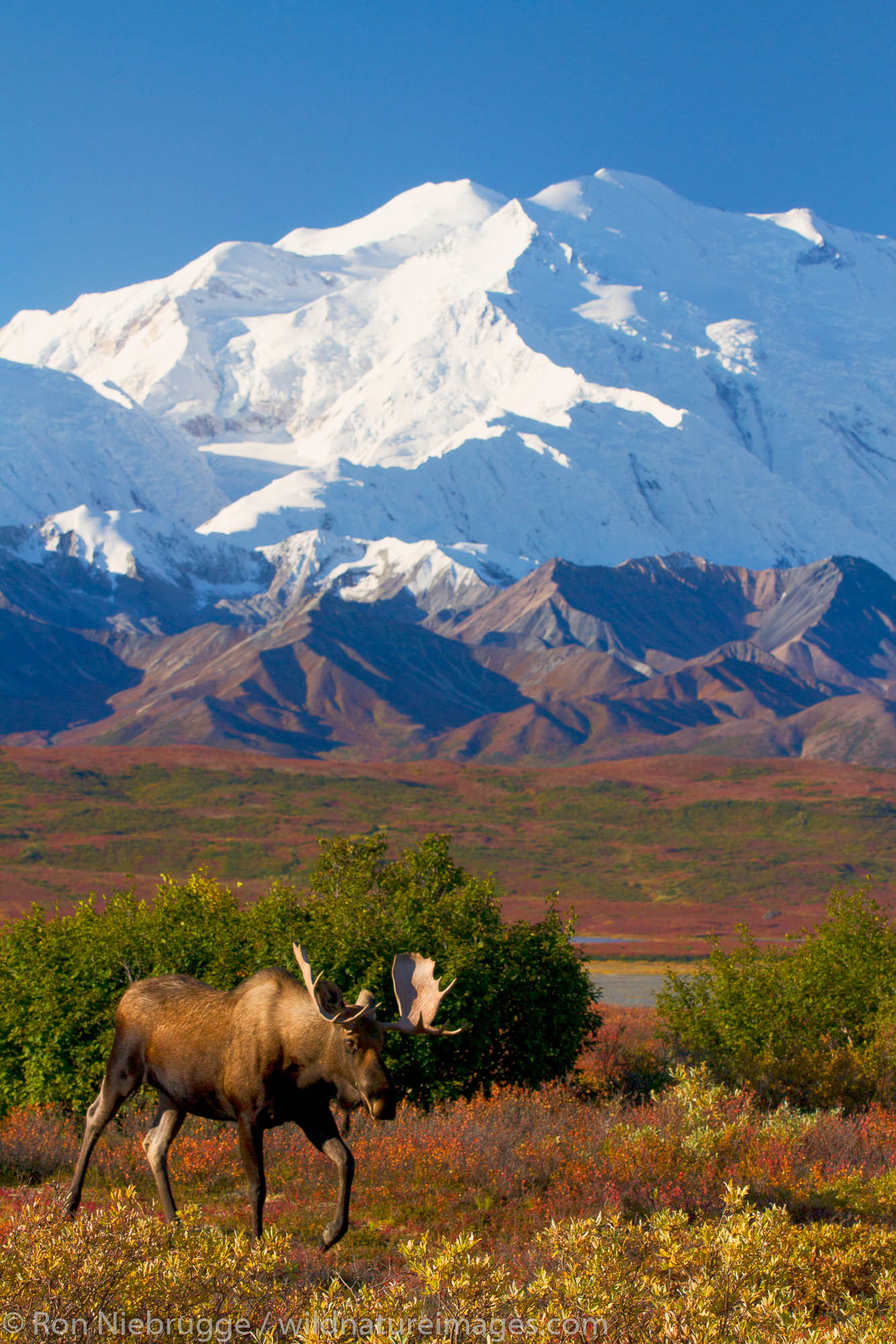 Bull moose in front of Mt McKinley, also called Denali, Denali National Park, Alaska.