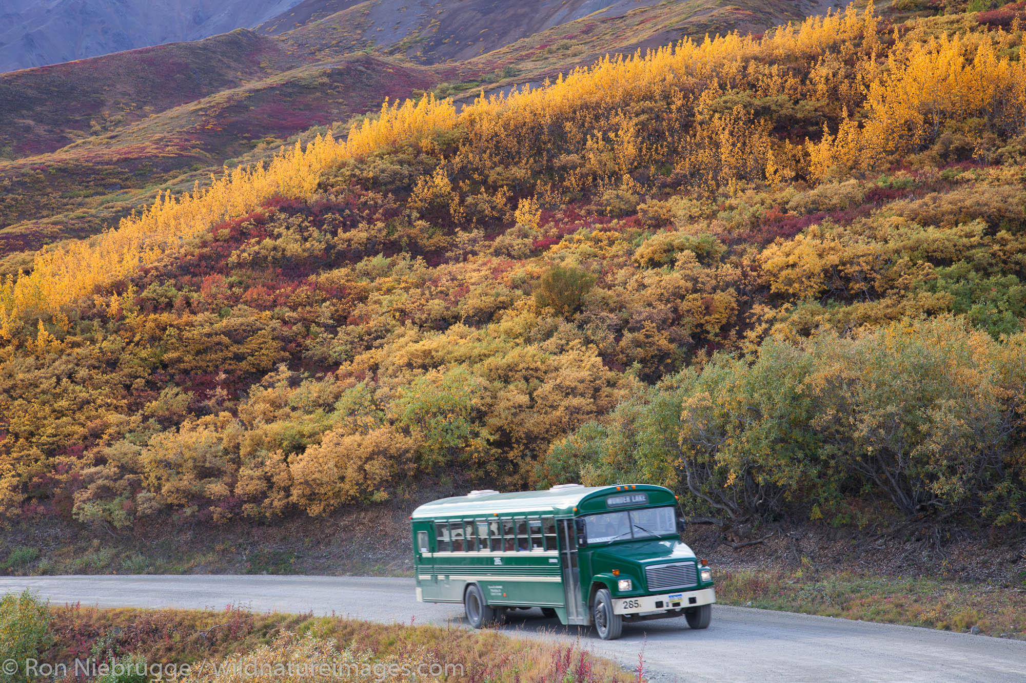 Shuttle bus in Denali National Park, Alaska.