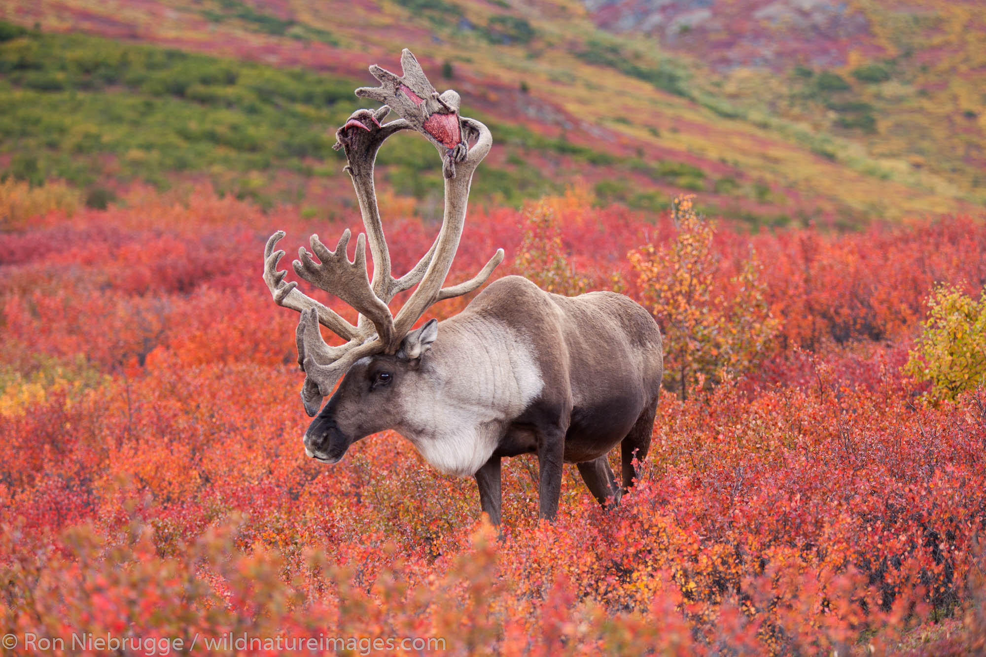 Bull caribou, Denali National Park, Alaska.