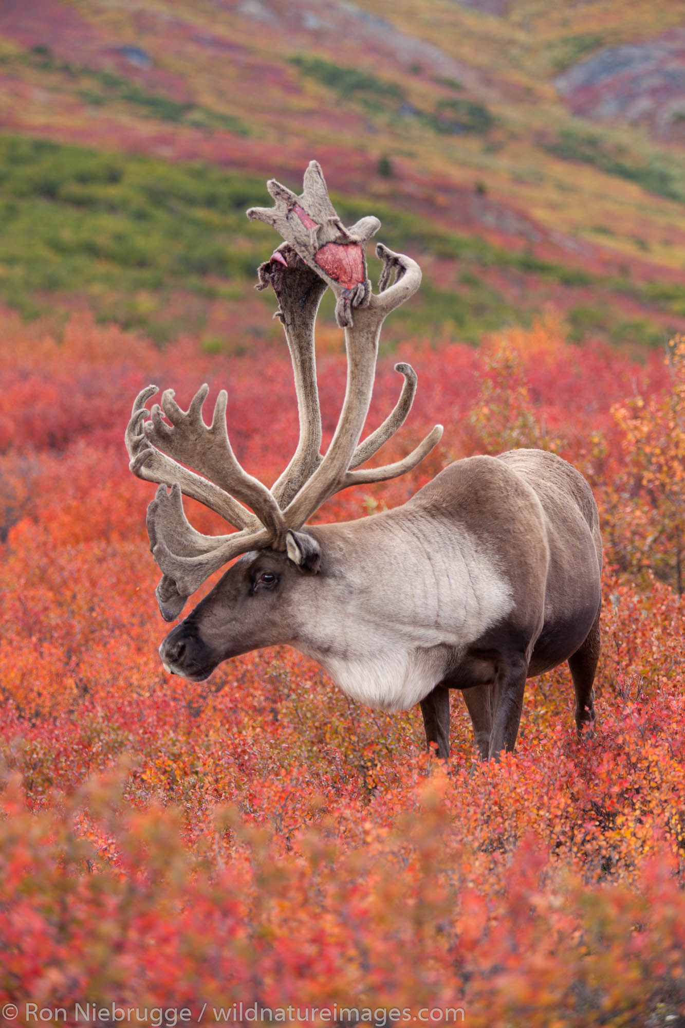 Bull caribou, Denali National Park, Alaska.