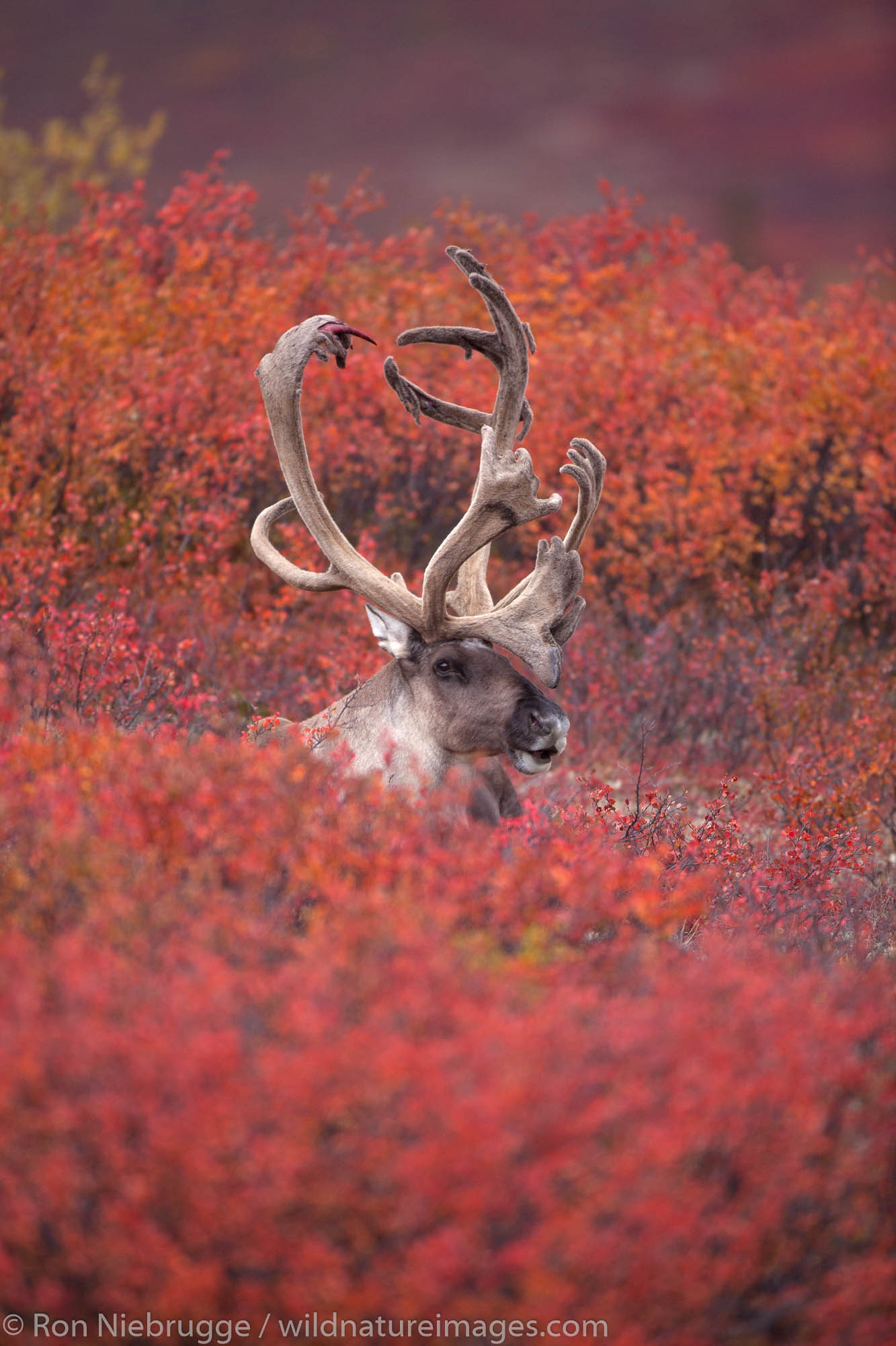 Bull caribou, Denali National Park, Alaska.