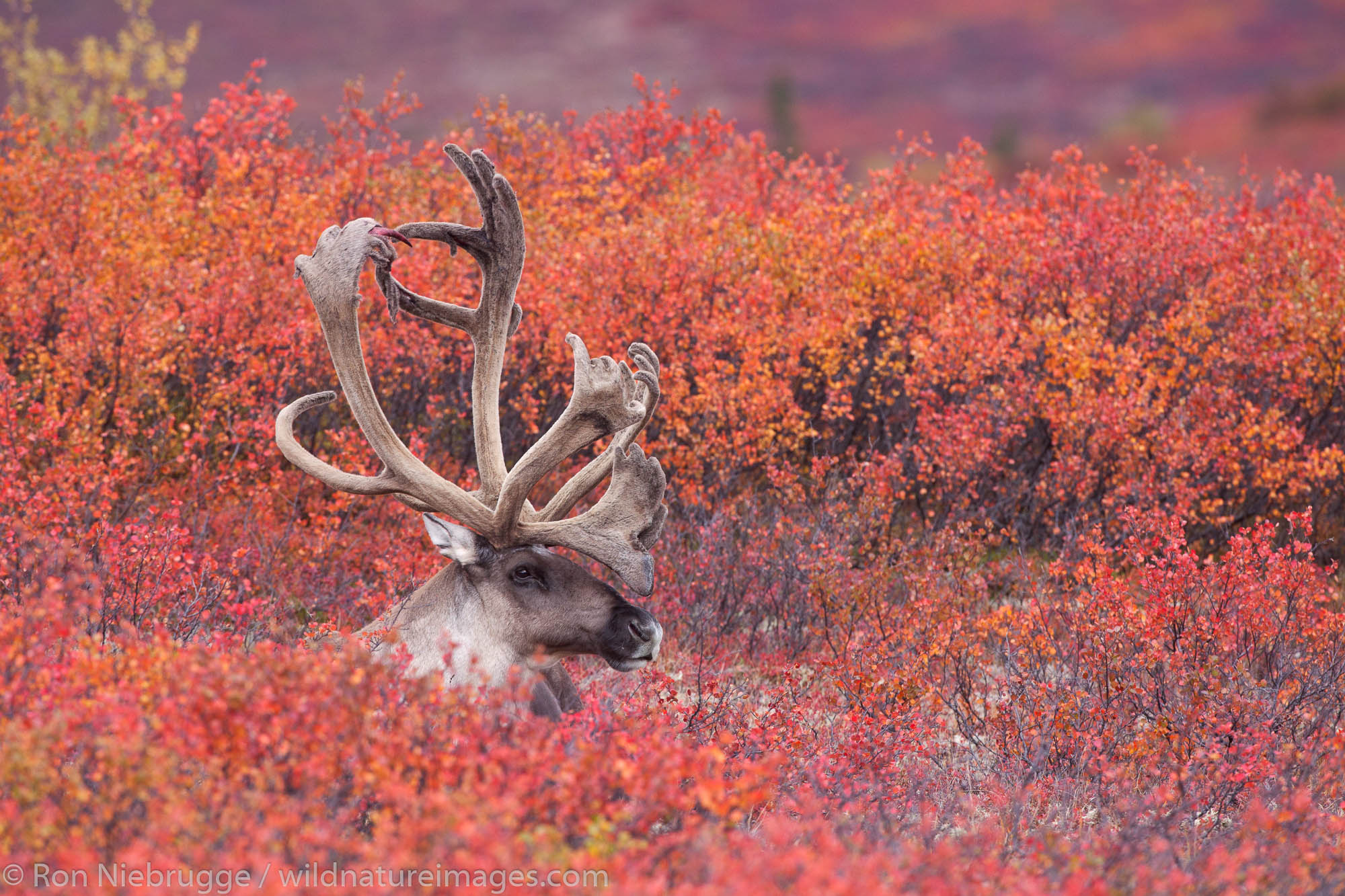 Bull caribou, Denali National Park, Alaska.