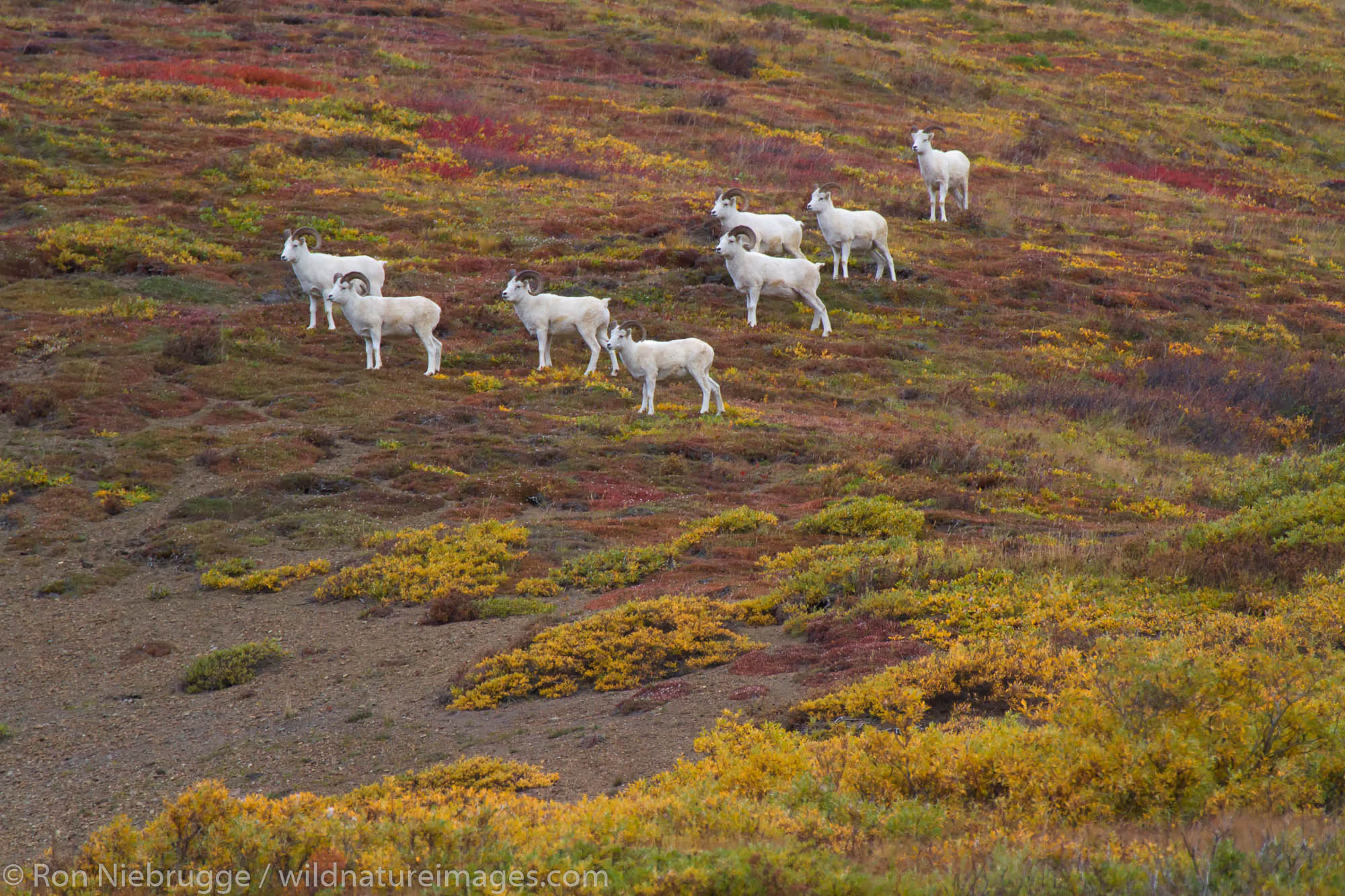 Dall's sheep, Denali National Park, Alaska.
